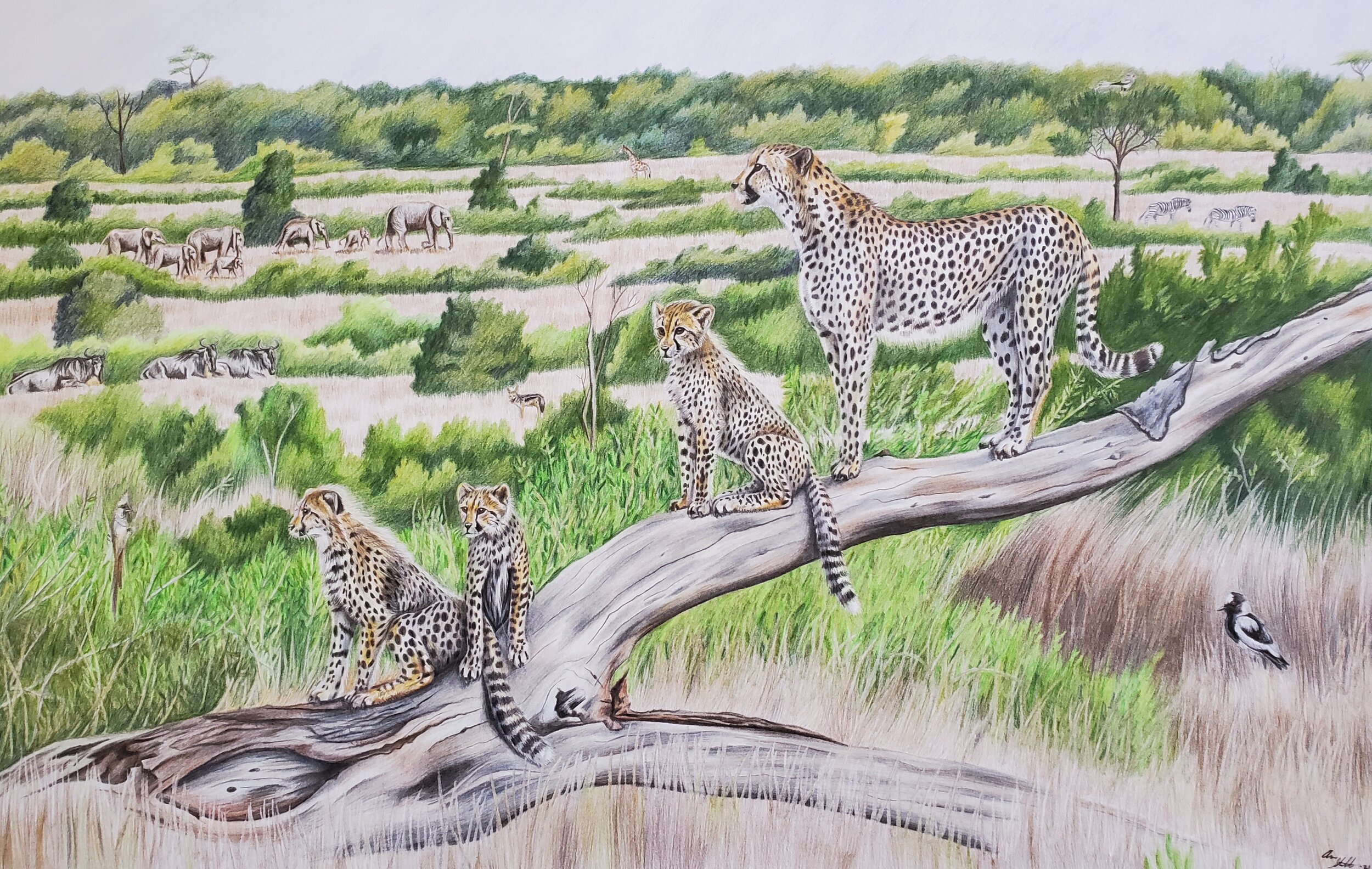 Serengeti scene (11x17" colored pencil on bristol paper; prints available for $25/ea.). The animal species here include: Cheetahs, Masai Giraffe, Secretarybird, African Elephants, Grant's Zebras, Blue Wildebeest, Black-backed Jackal, Speckled Mousebi
