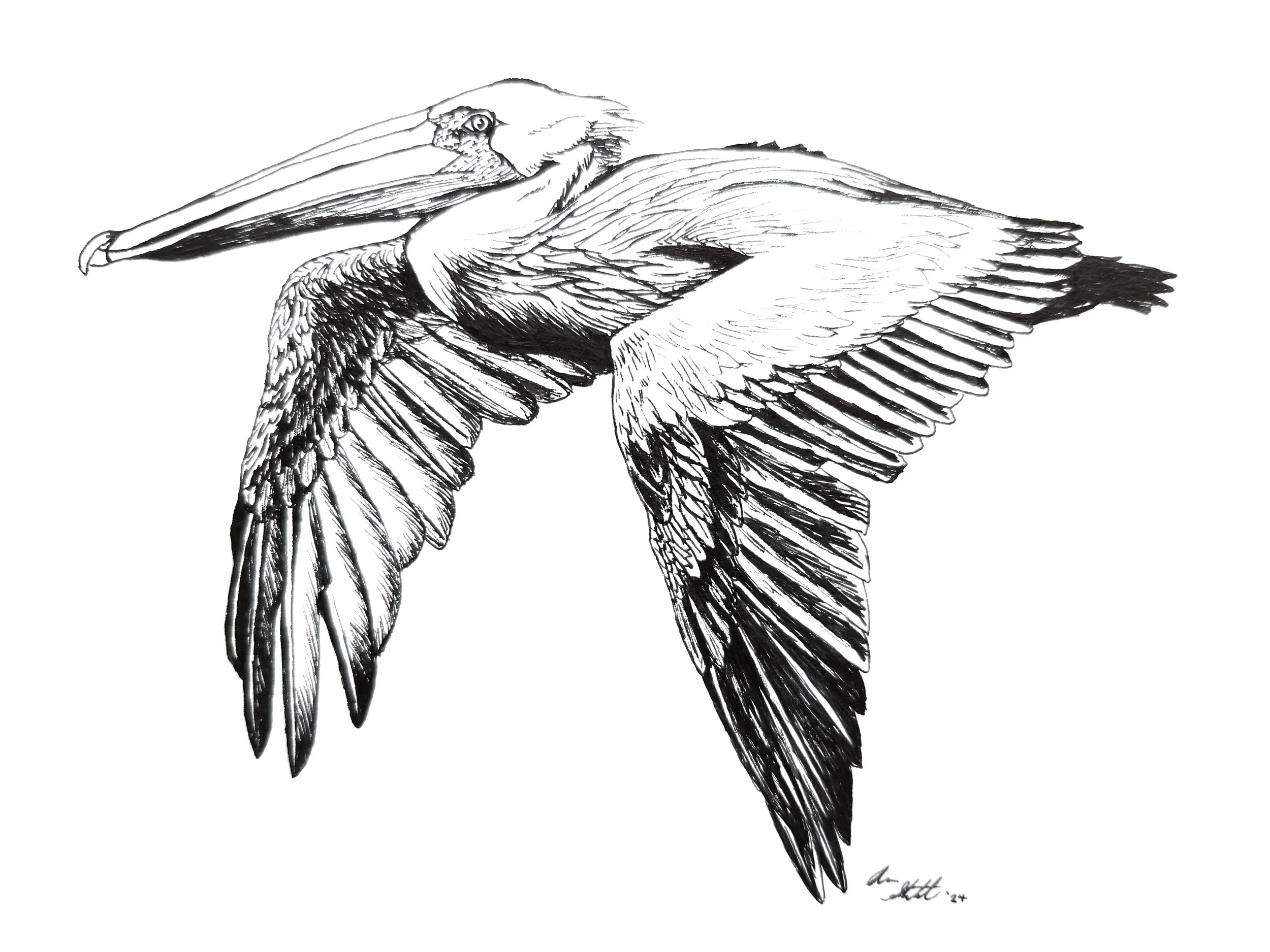 Brown Pelican coloring page (9x12" created for Coastal Virginia Wildlife Observatory; pen on bristol paper).
