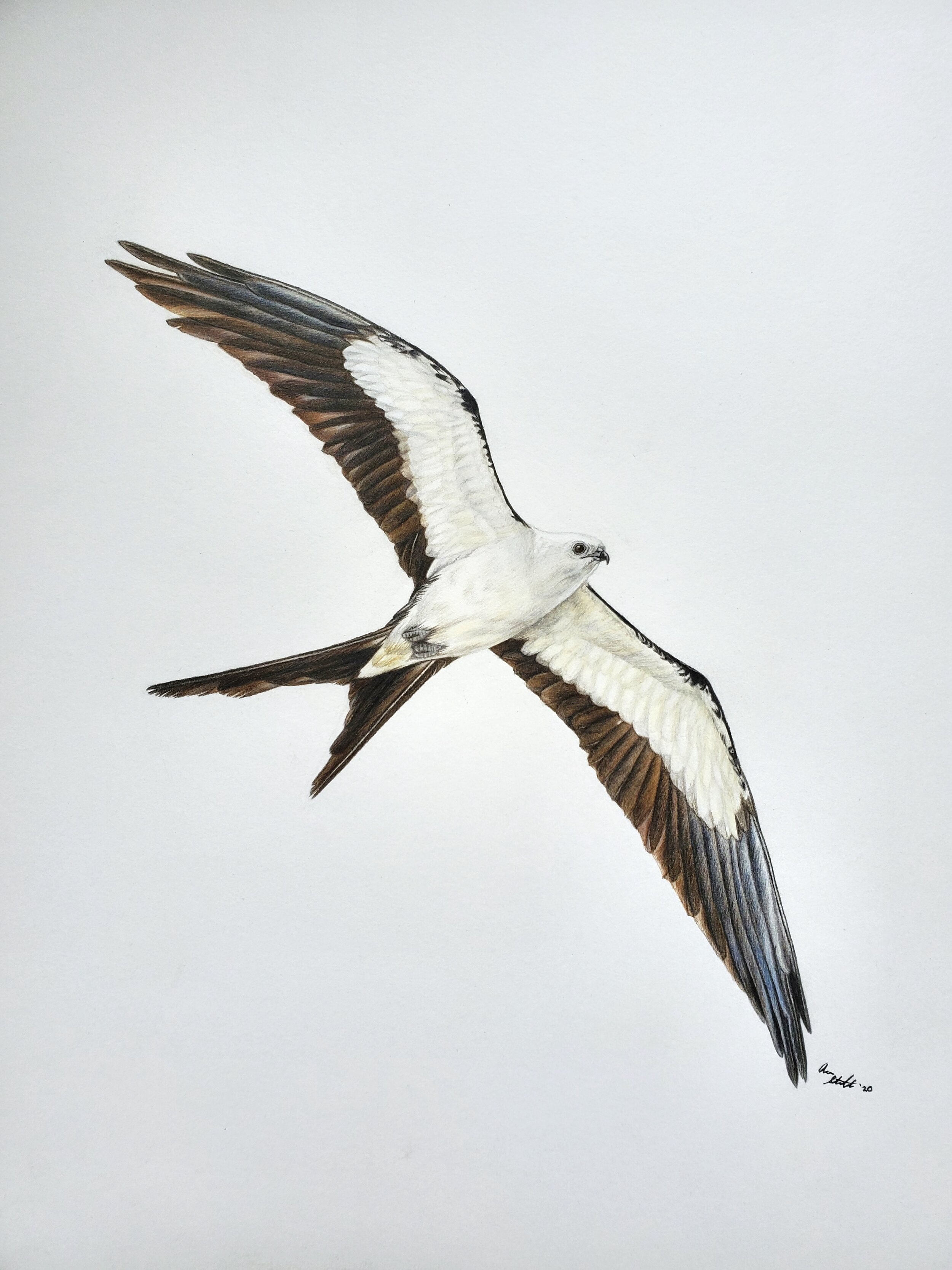 Swallow-tailed Kite (9x12" colored pencil on bristol paper; prints available for $15/ea.)