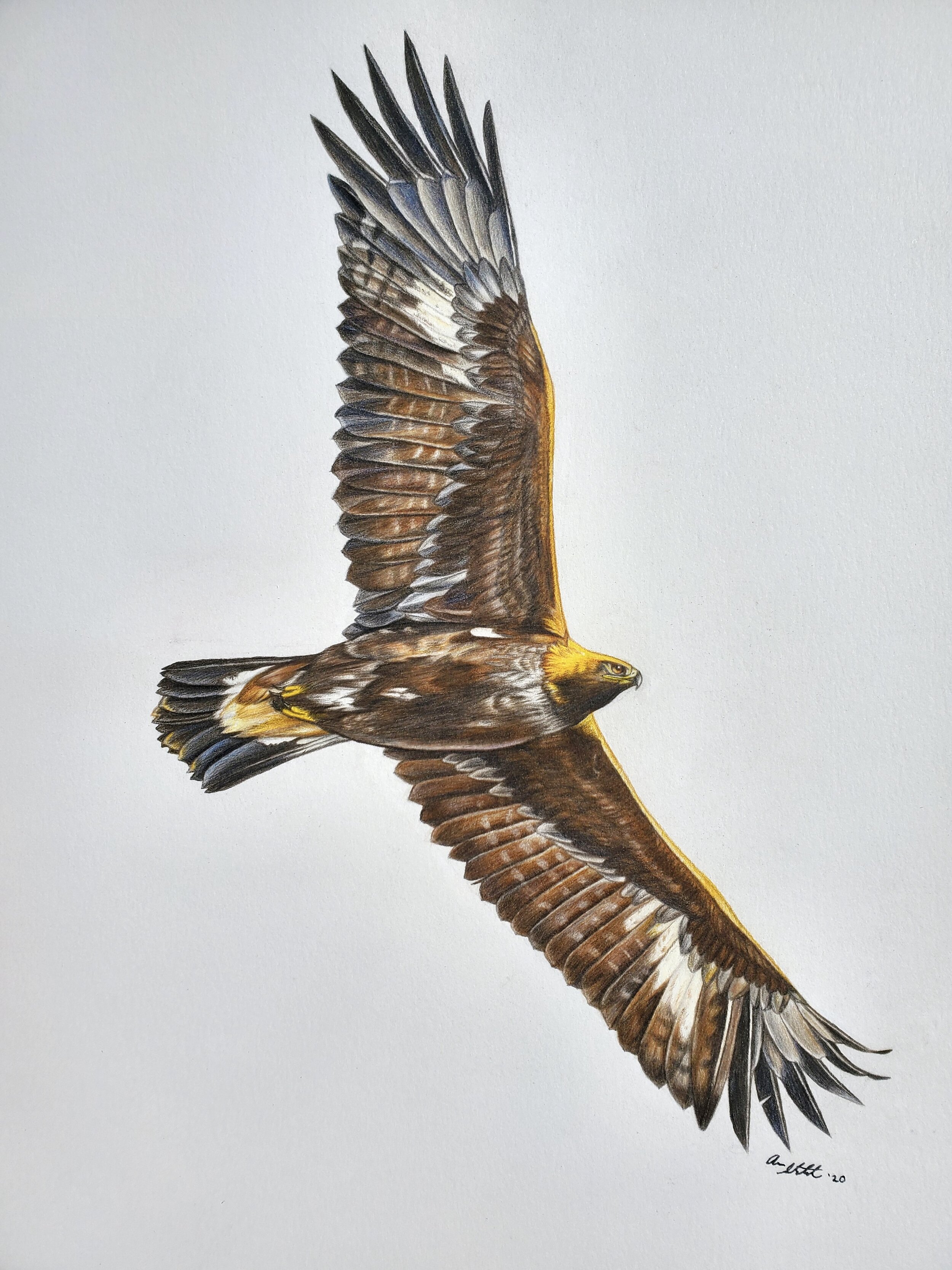 Golden Eagle (9x12" colored pencil on bristol paper; prints available for $15/ea.)