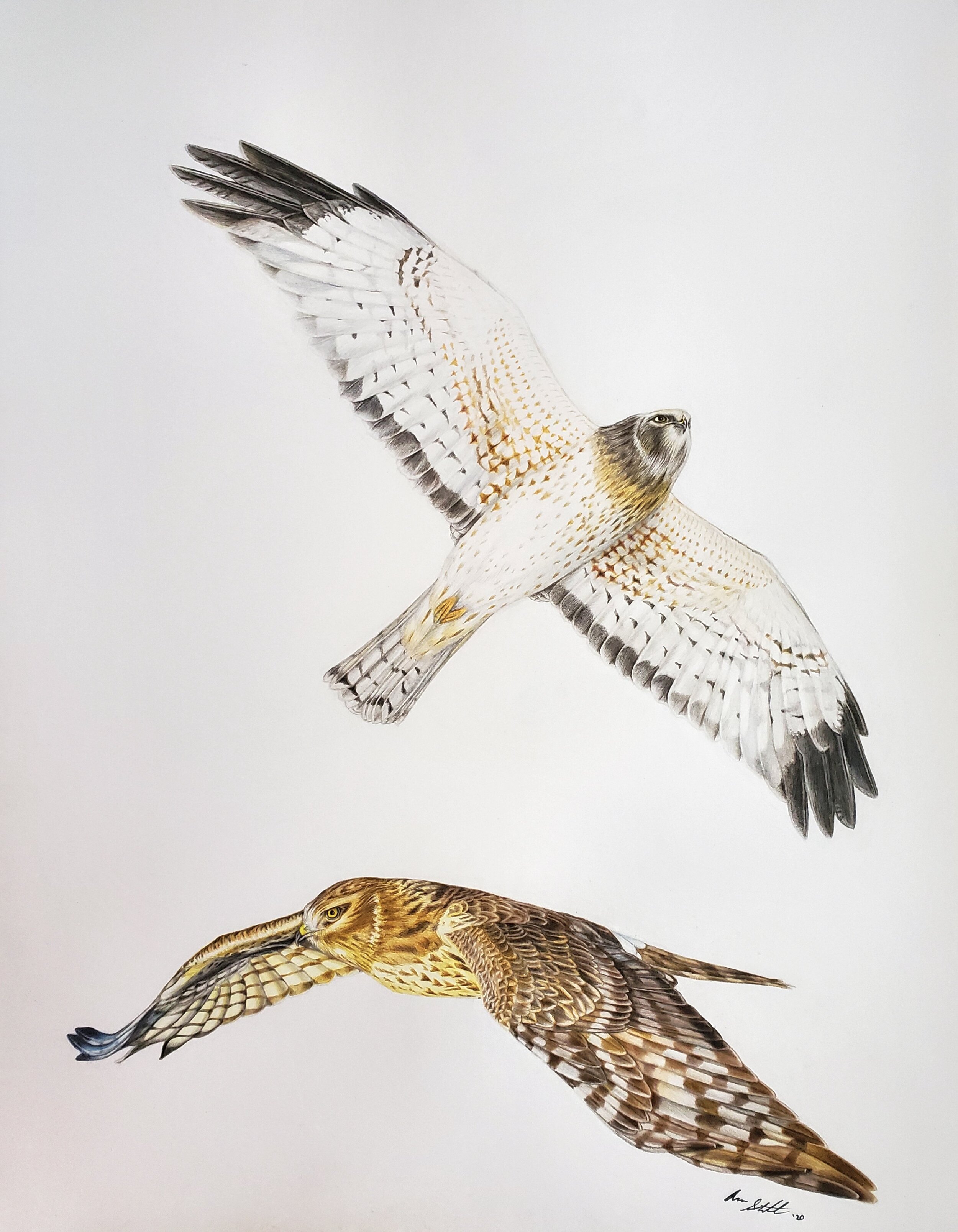 Northern Harriers (11x14" colored pencil on bristol paper; prints available for $20/ea.)