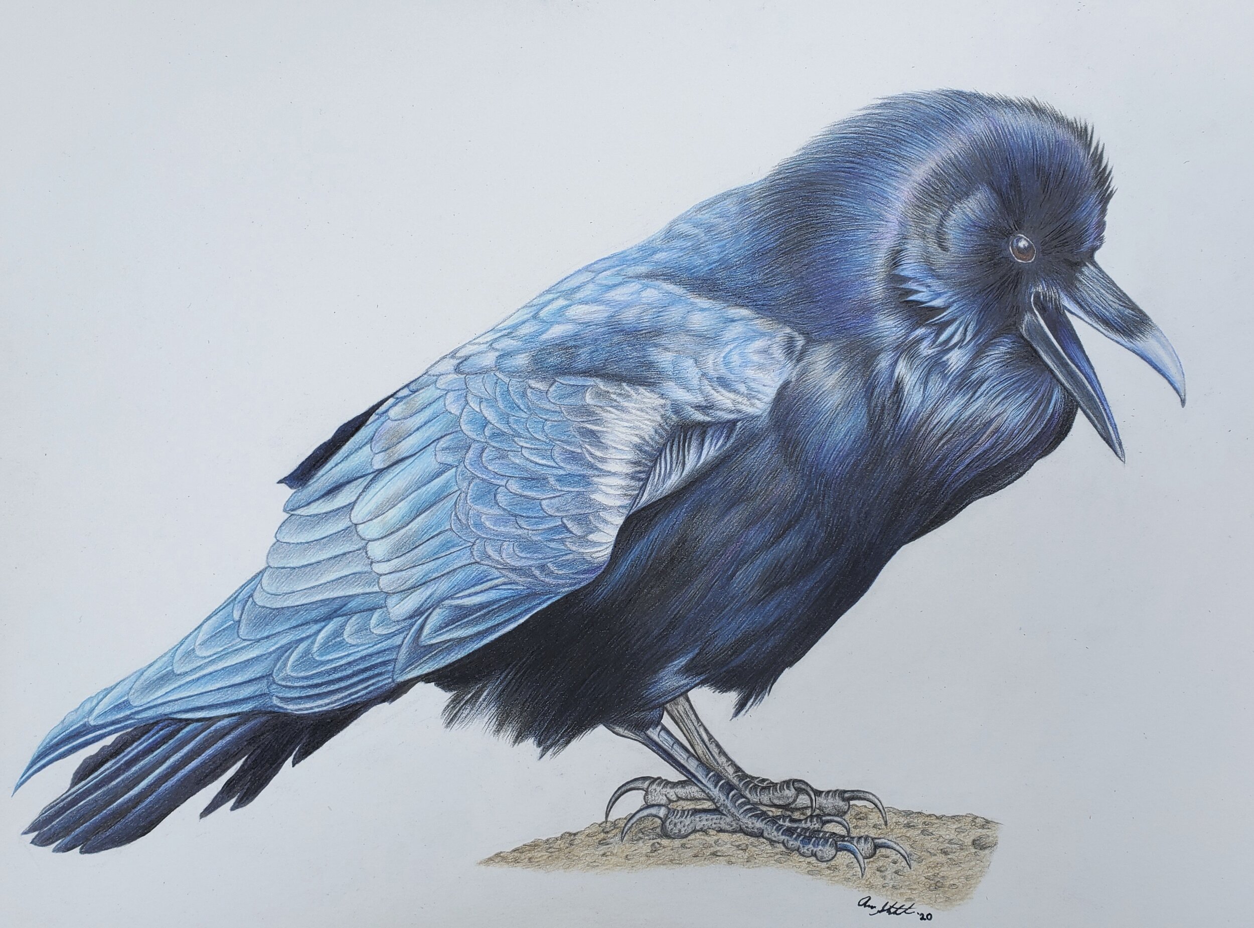 Common Raven (9x12" colored pencil on bristol paper; prints available for $15/ea.)