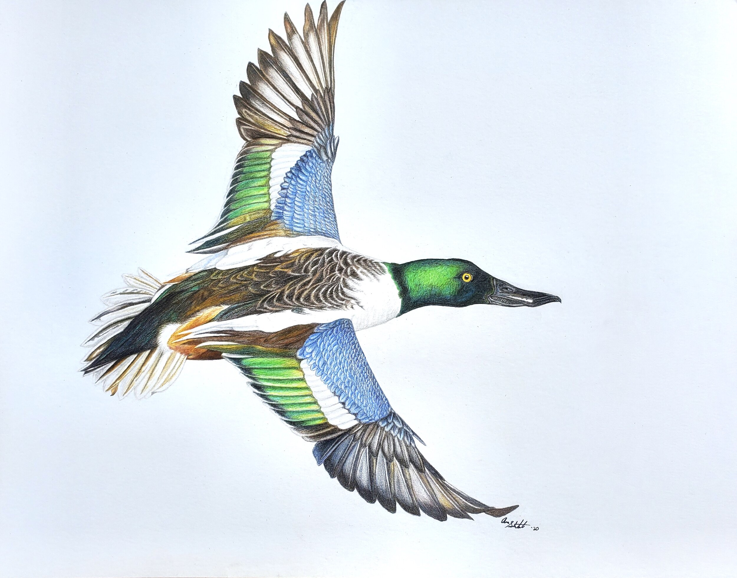 Northern Shoveler (9x12" colored pencil on bristol paper; prints available for $15/ea.)