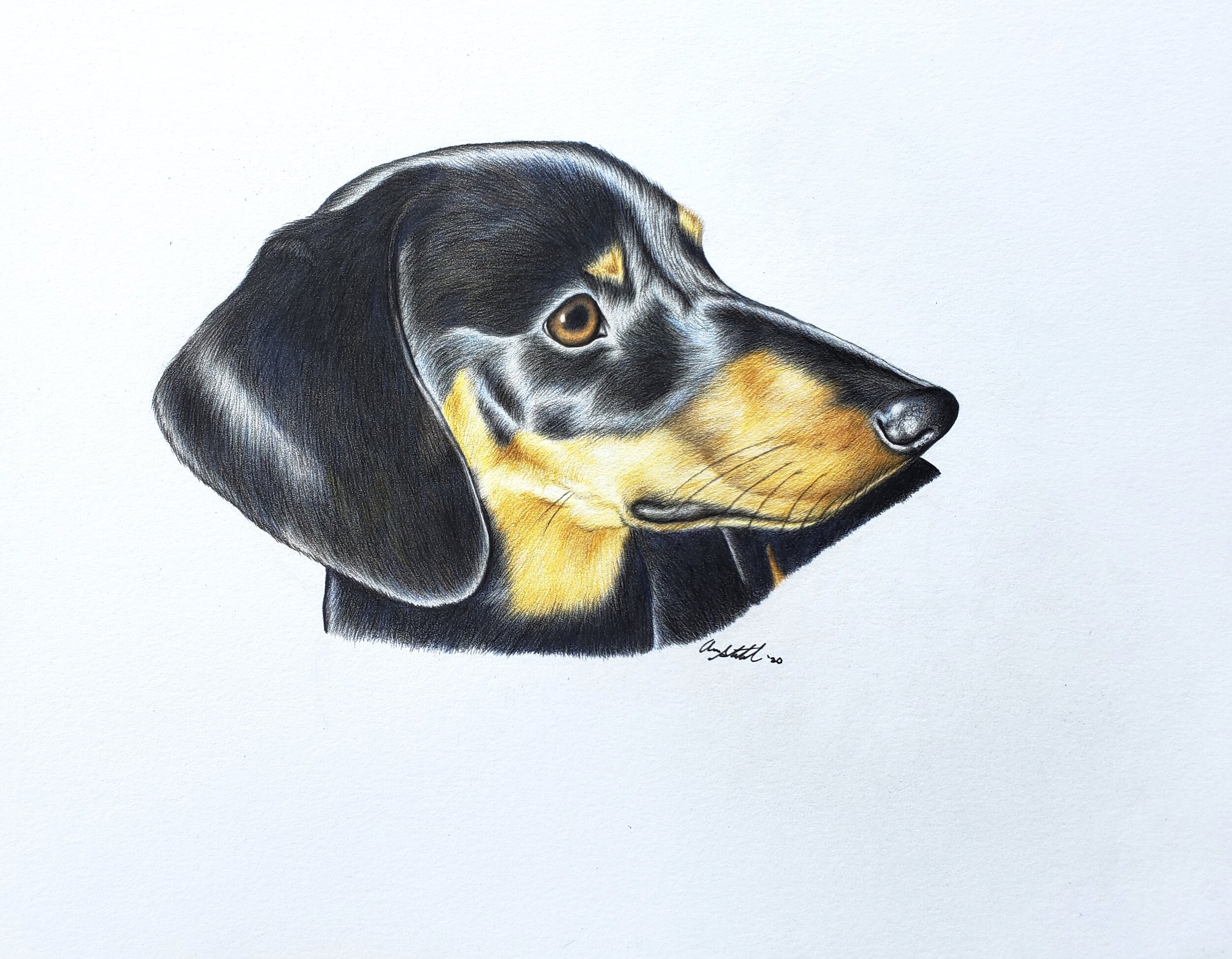 Dachshund (9x12" colored pencil on bristol paper)