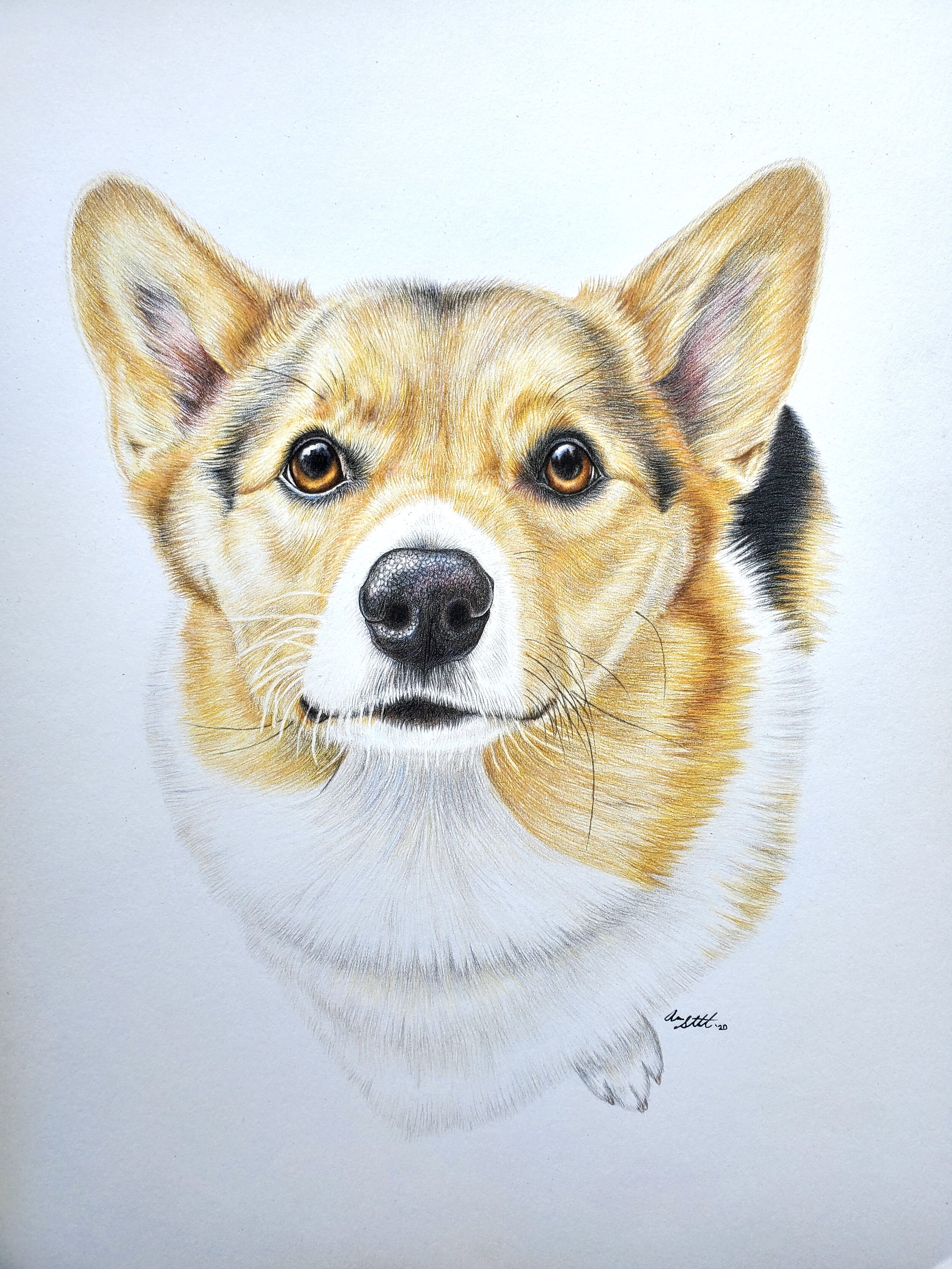 Reddy the Pembroke Welsh Corgi (9x12" colored pencil on bristol paper)