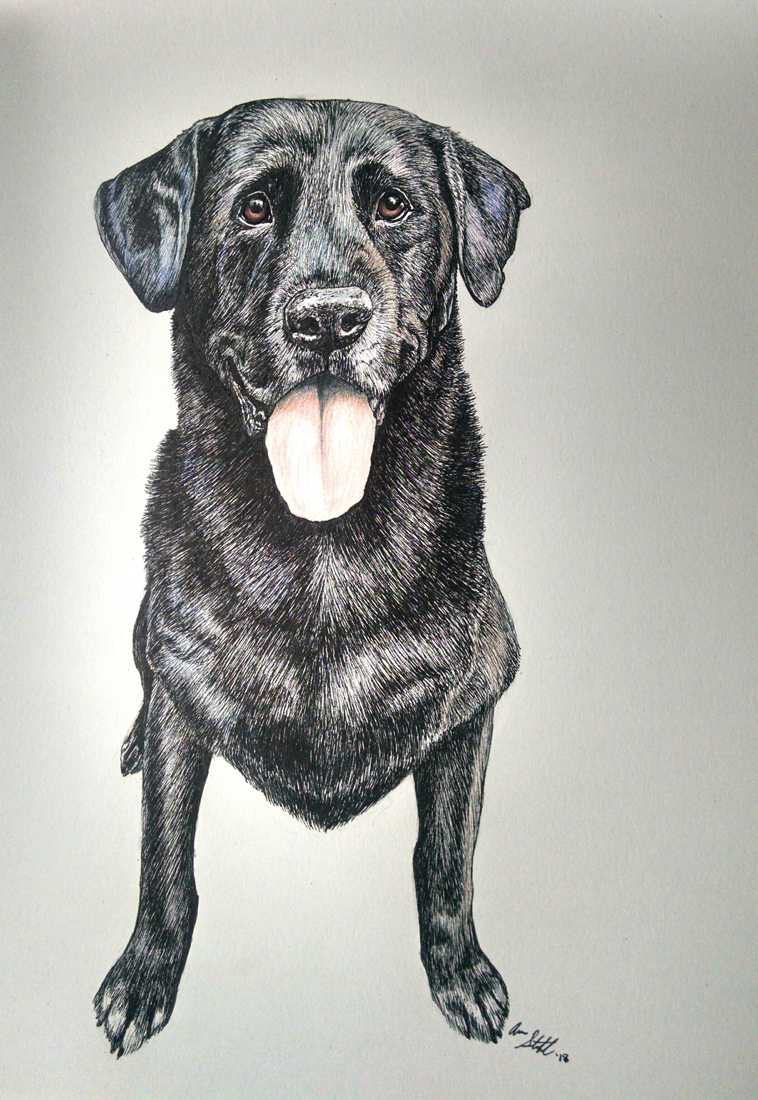 Black Lab (9x12" pen and colored pencil on bristol paper)