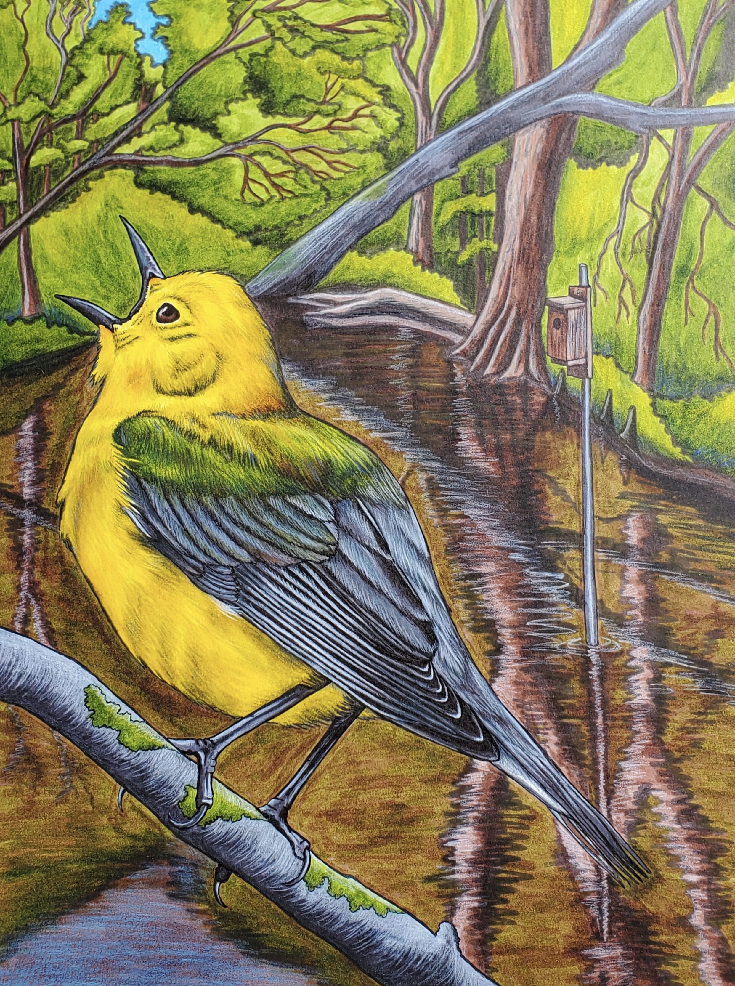 Prothonotary Warbler (9x12" design for Coastal Virginia Wildlife Observatory; art markers, pen, and colored pencil on bristol paper).
Prothonotary Warblers are delightful little golden jewels of the swamplands. Coastal Virginia Wildlife Observatory