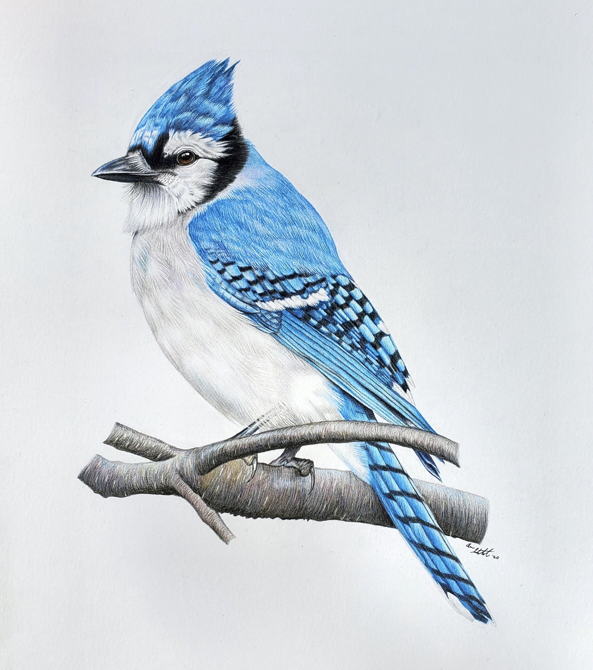 Blue Jay (9x12" colored pencil on bristol paper; prints available for $15/ea.)