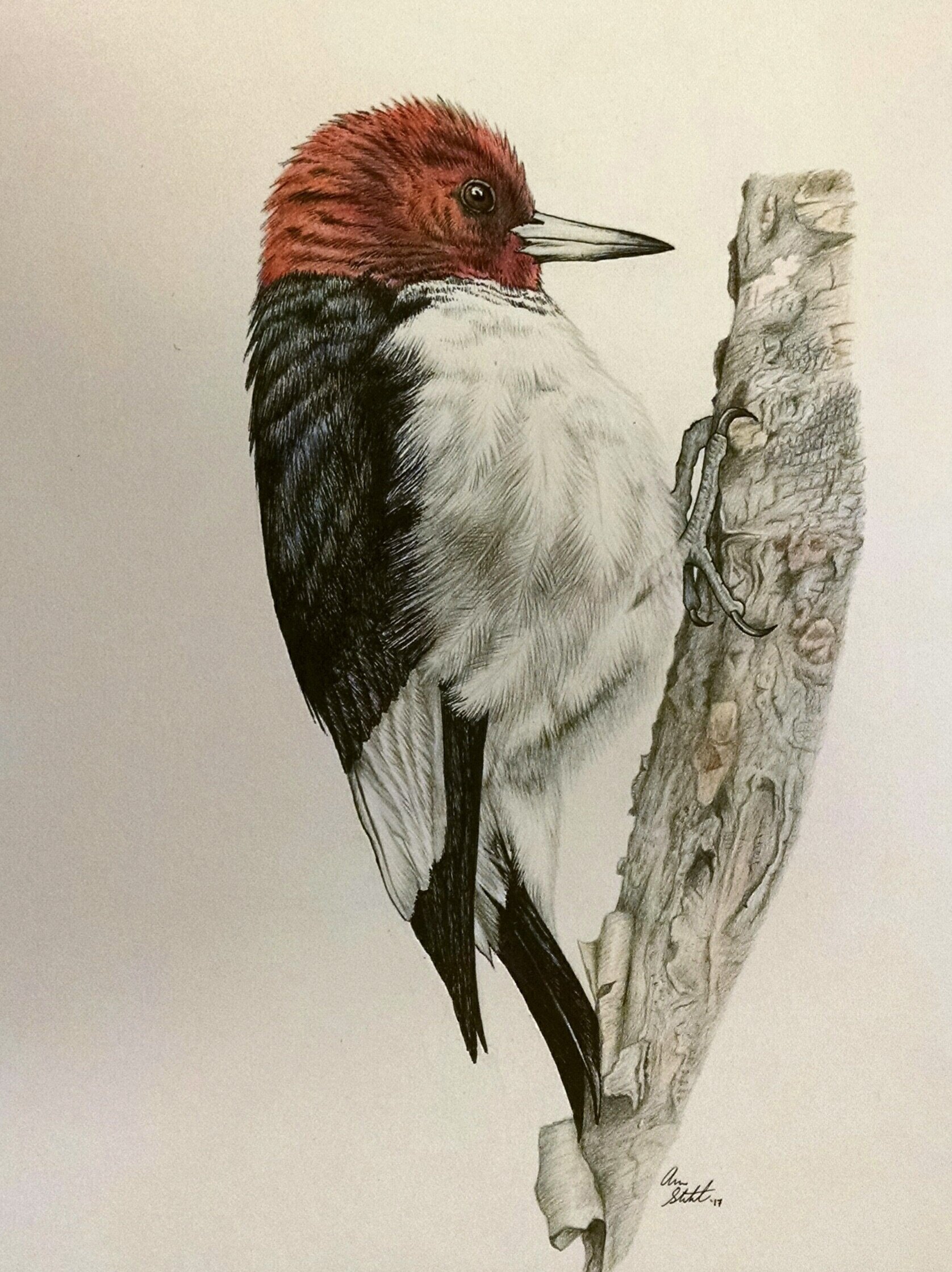Red-headed Woodpecker (9x12" pen and colored pencil on bristol paper)
