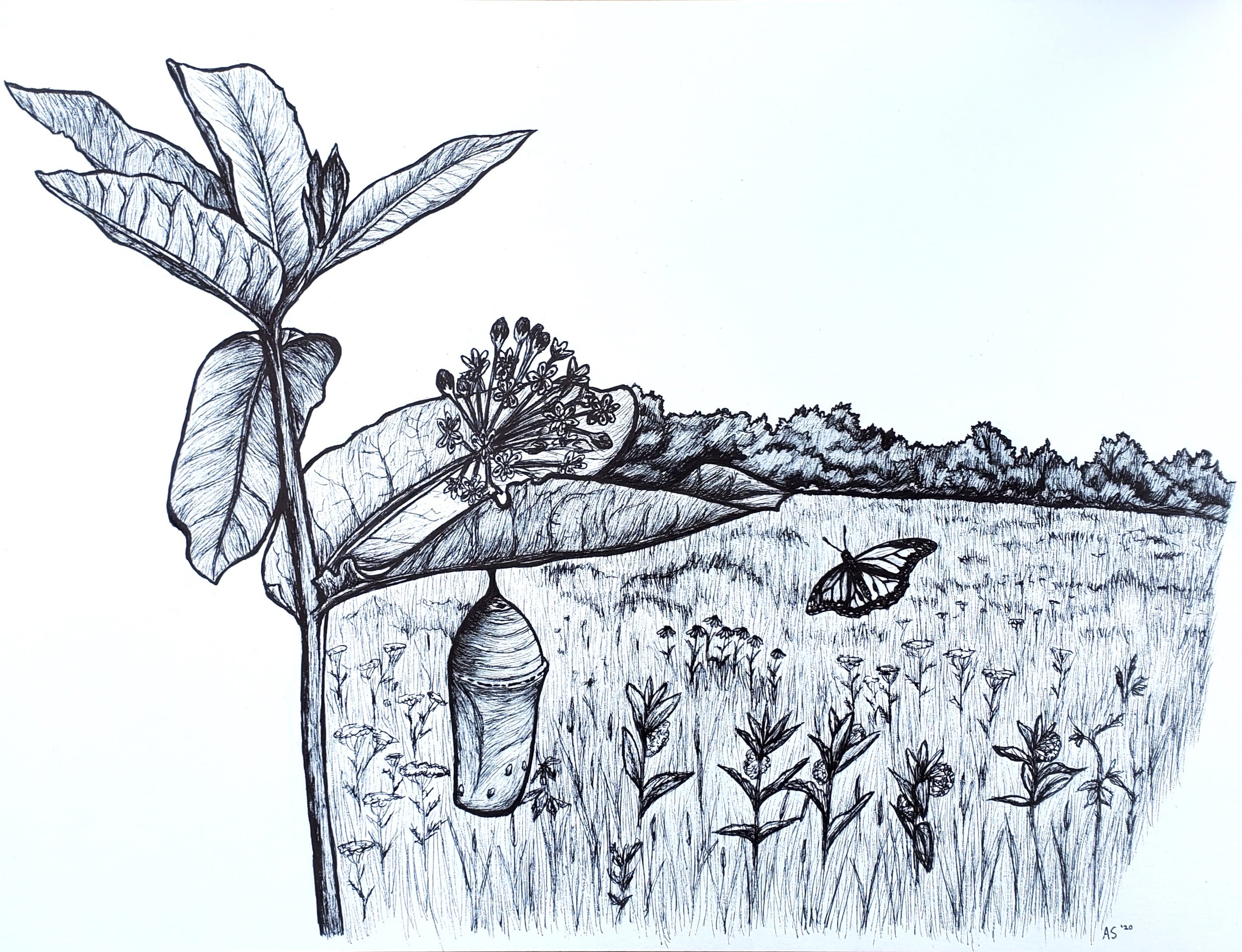Monarch Meadow (9x12" t-shirt design for The Watershed Institute; pen on bristol paper)