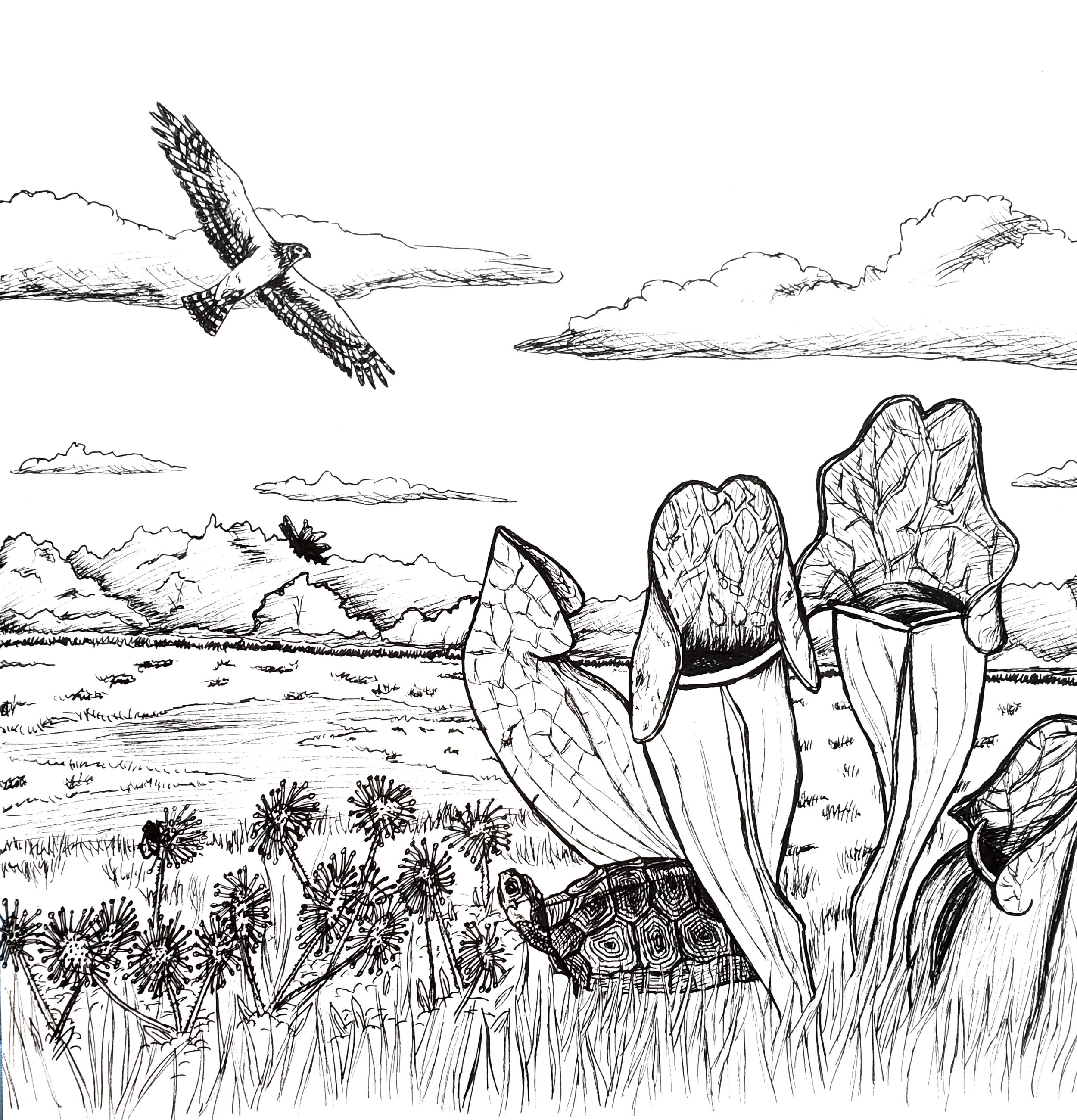 Bog coloring page (9x12" created for The Watershed Institute's carnivorous plants homeschool program; pen on bristol paper).
Pictured here: Round-leaved Sundew, Northern Pitcher Plants, Northern Harrier, and Bog Turtle