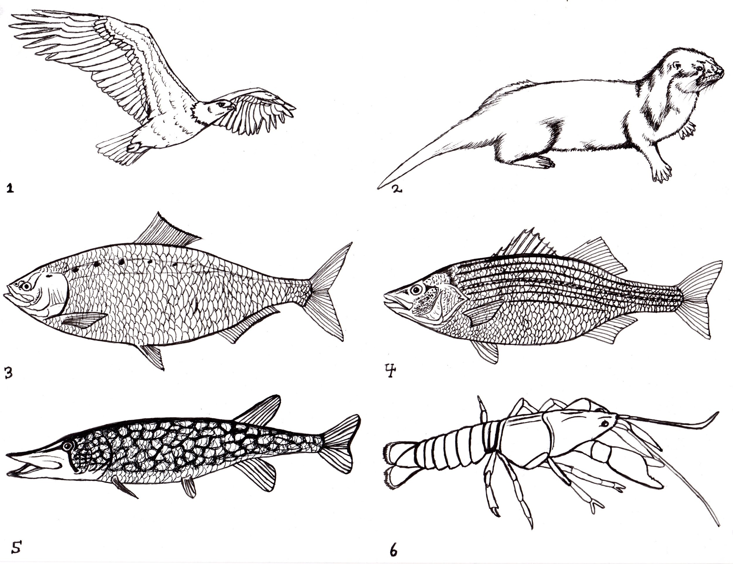 River critters of the Trenton, NJ area (9x12" created for Trenton River Days; pen on bristol paper).
I created this set of illustrations for a watercolor mobile kit that was provided to 500 children in the Trenton area, with painting and assembly in