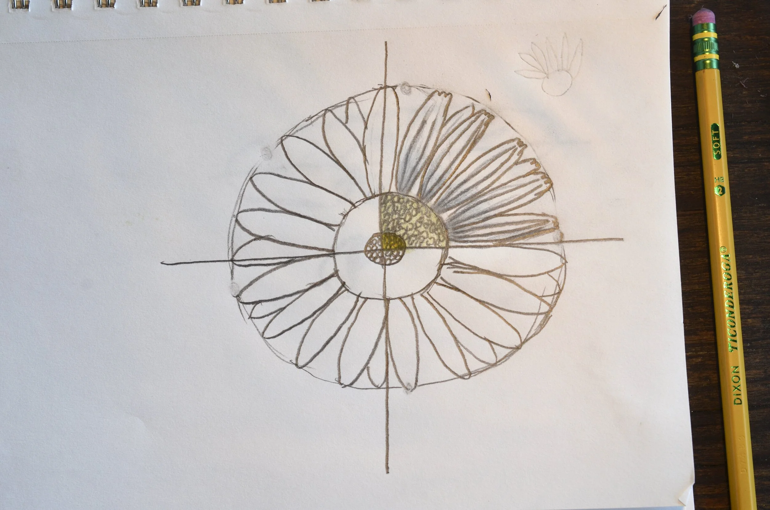 Drawing an Oxeye Daisy during a Wildflower Field Sketching class