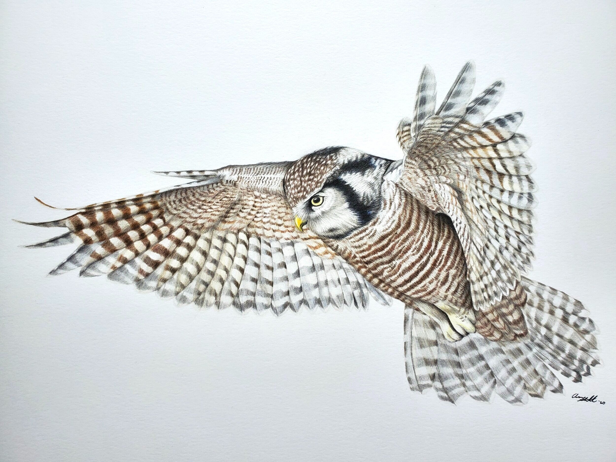 Northern Hawk Owl (9x12" colored pencil on bristol paper; prints available for $15/ea.)