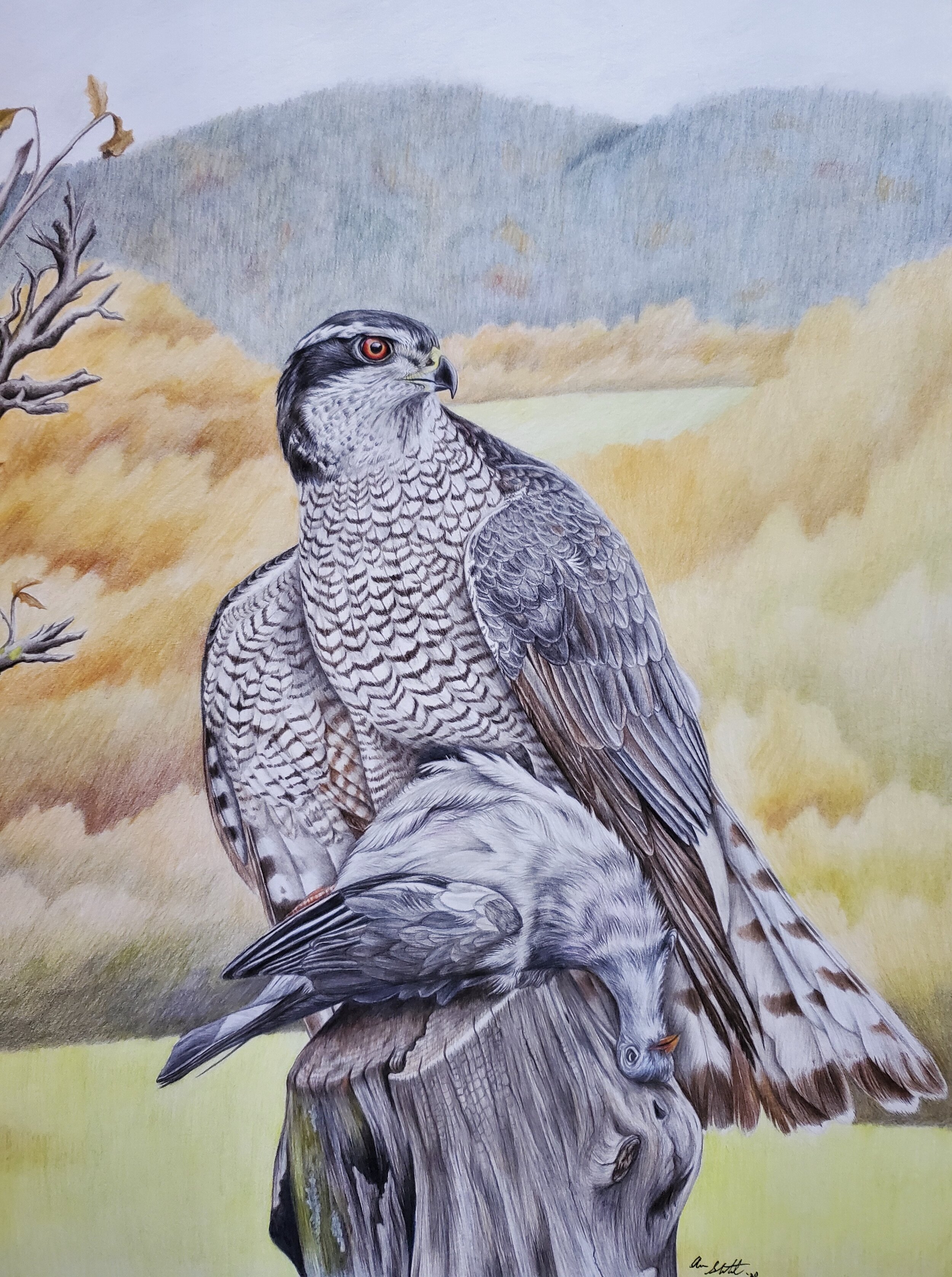 Northern Goshawk (11x14" colored pencil on bristol paper; prints available for $20/ea.)