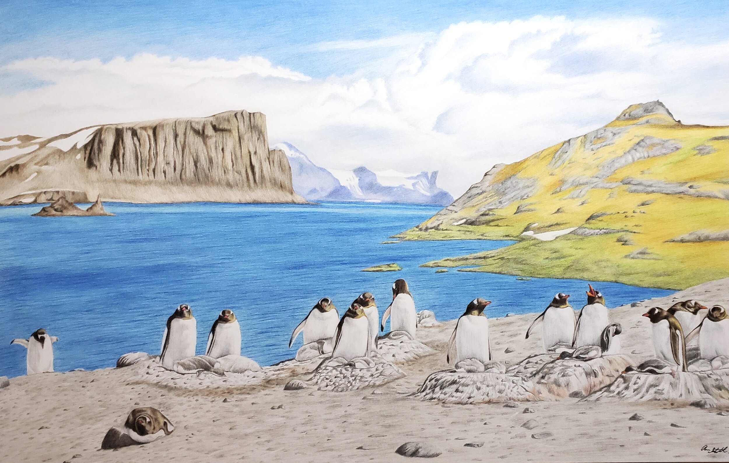 Gentoo Penguin scene (11x17" colored pencil on bristol paper; prints available for $25/ea.)
