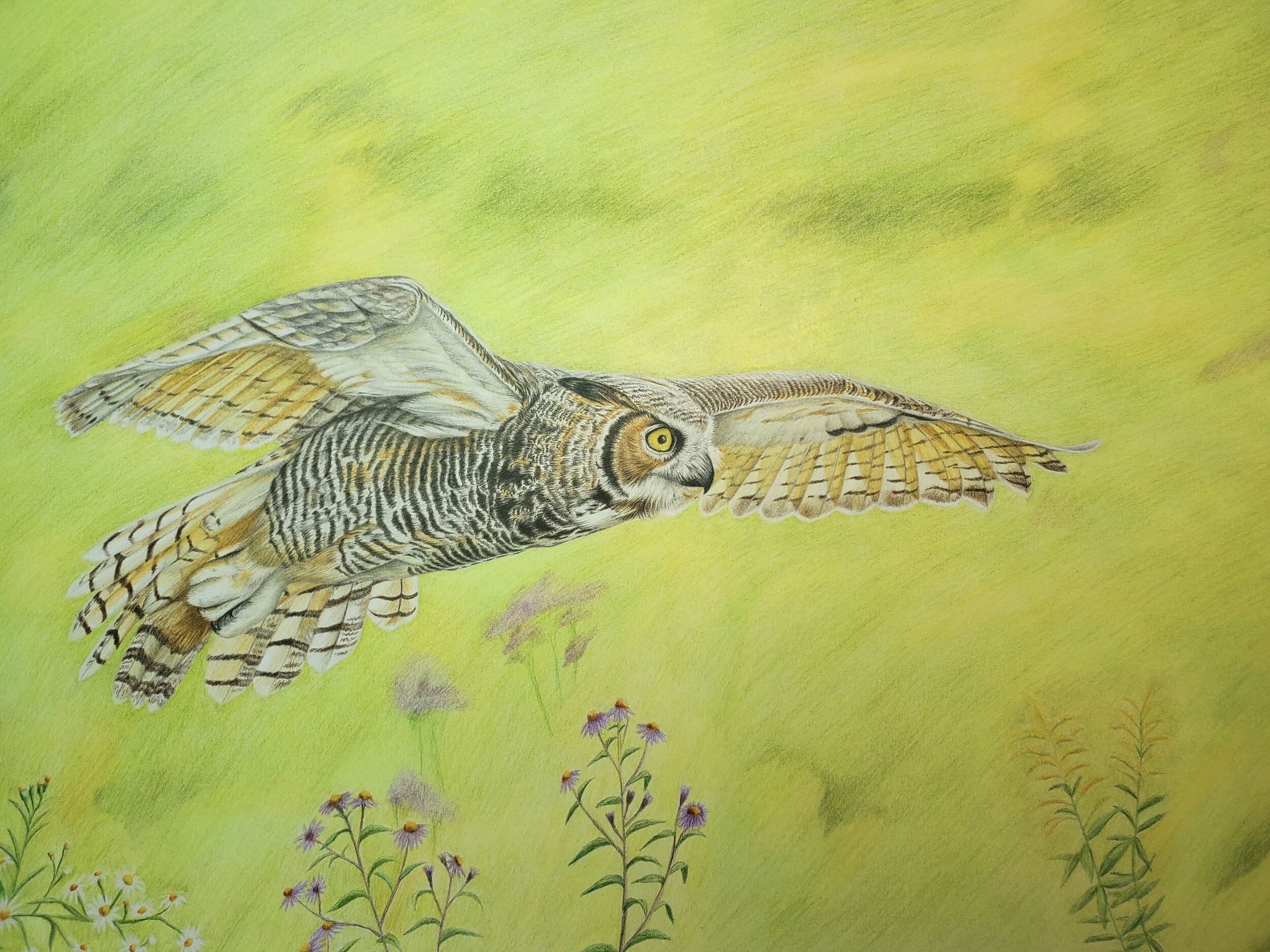 Great Horned Owl (11x14" colored pencil on bristol paper; prints available for $20/ea.)