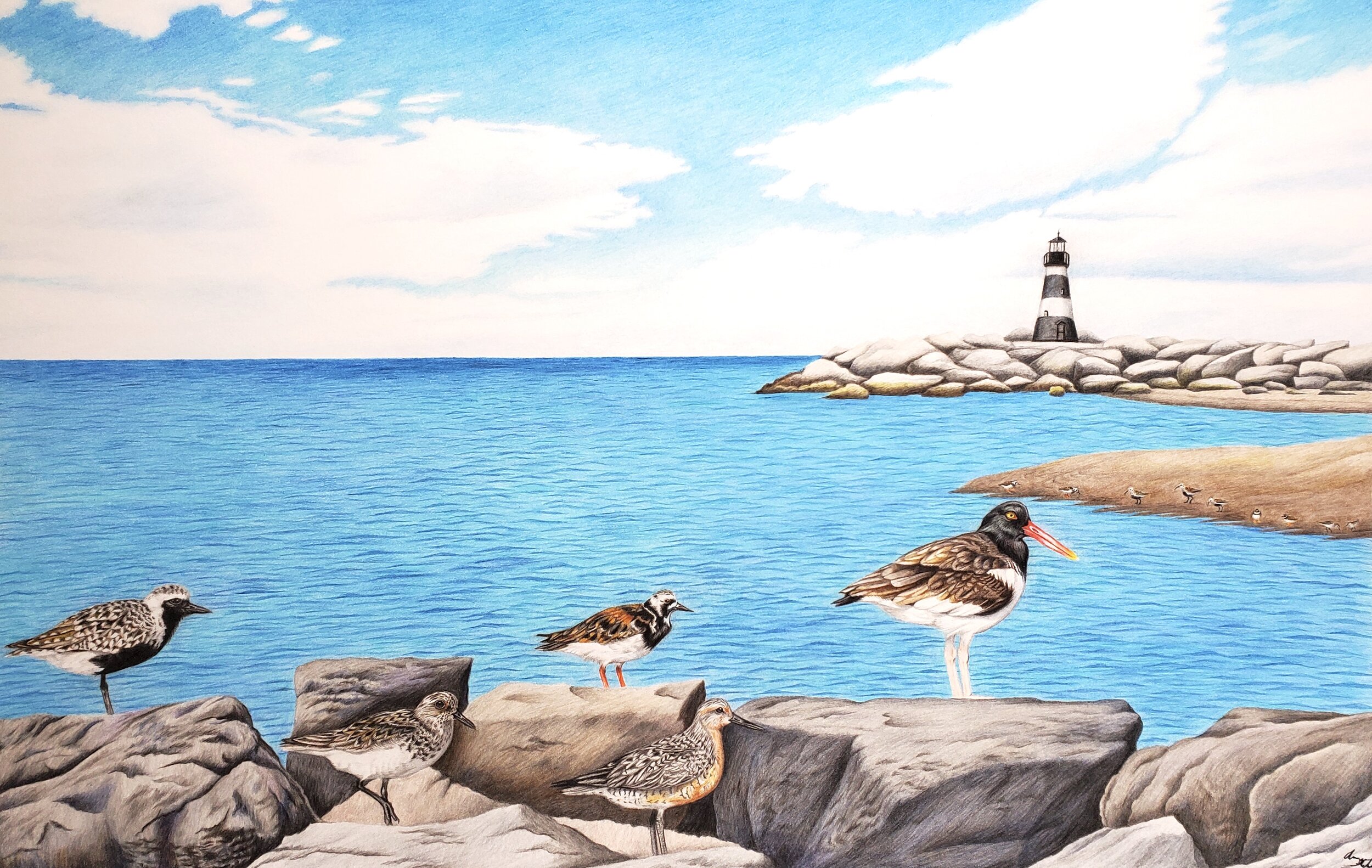 Shorebird scene (11x17" colored pencil on bristol paper; prints available for $25/ea.). Species pictured here: Black-bellied Plover, Sanderlings, Red Knot, Ruddy Turnstones, American Oystercatcher, Dunlin, Semipalmated Plovers