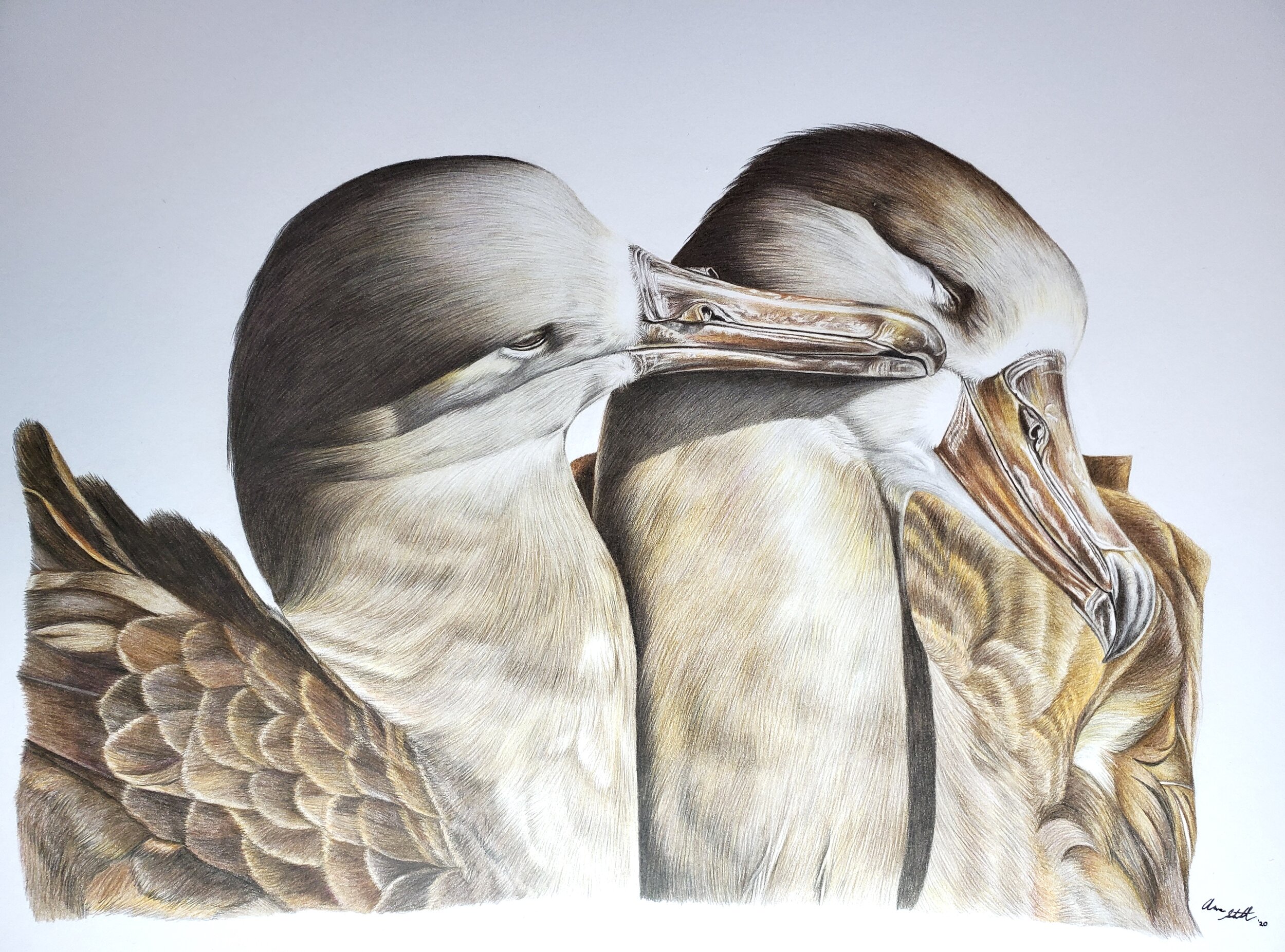 Black-footed Albatross pair (11x14" colored pencil on bristol paper; prints available for $20/ea.)
