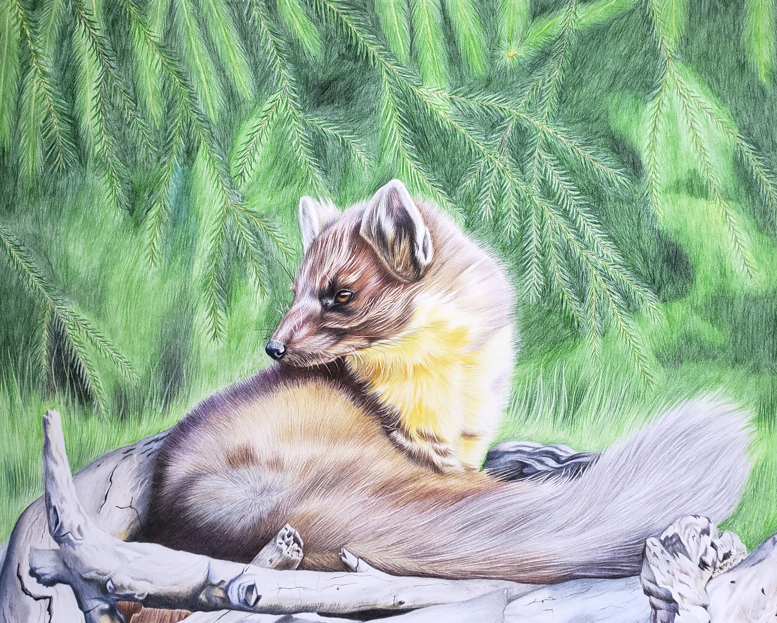 Pine Marten (11x14" colored pencil on bristol paper; prints available for $20/ea.)