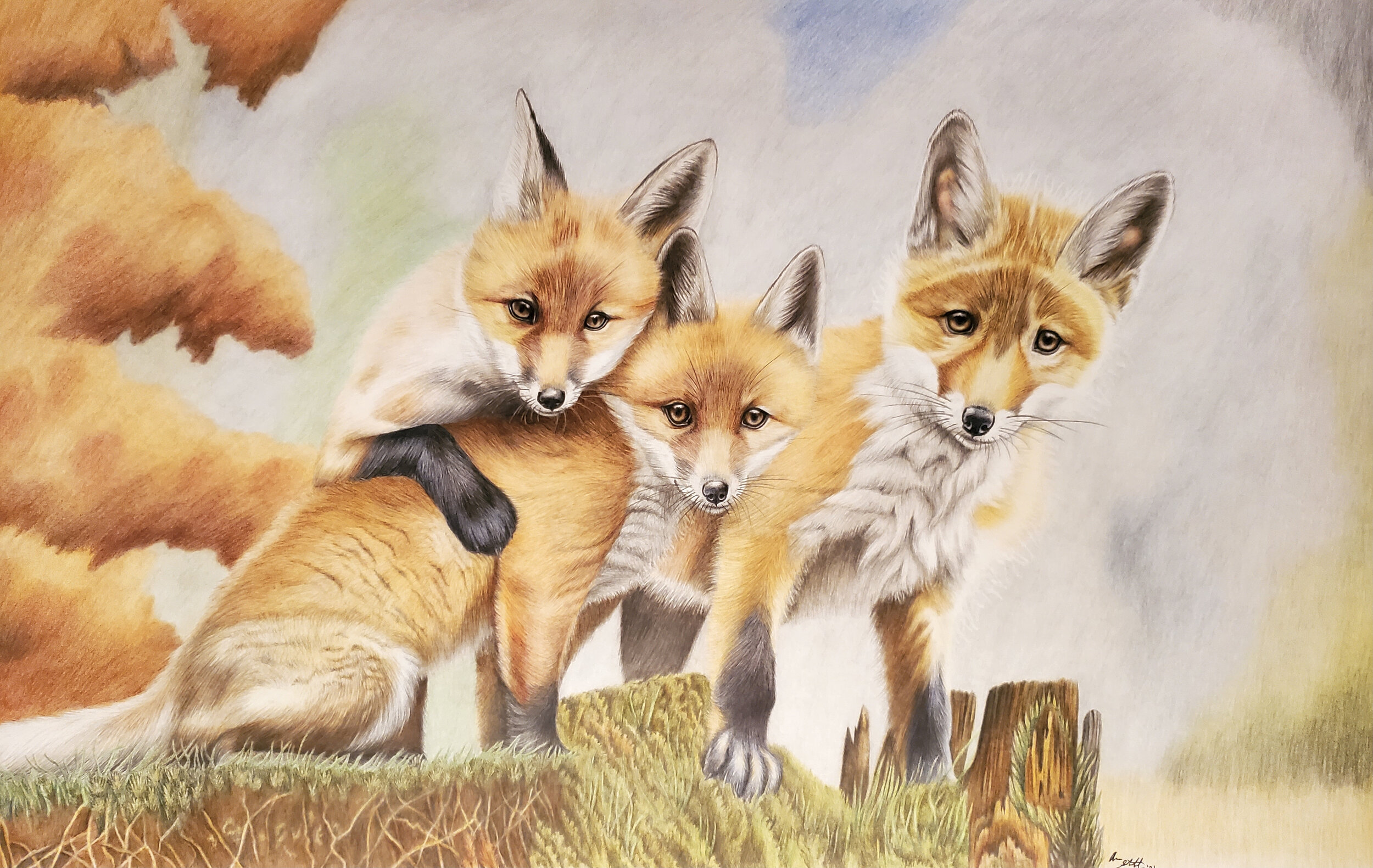 Red Fox kits (11x17" colored pencil on bristol paper; prints available for $25/ea.)