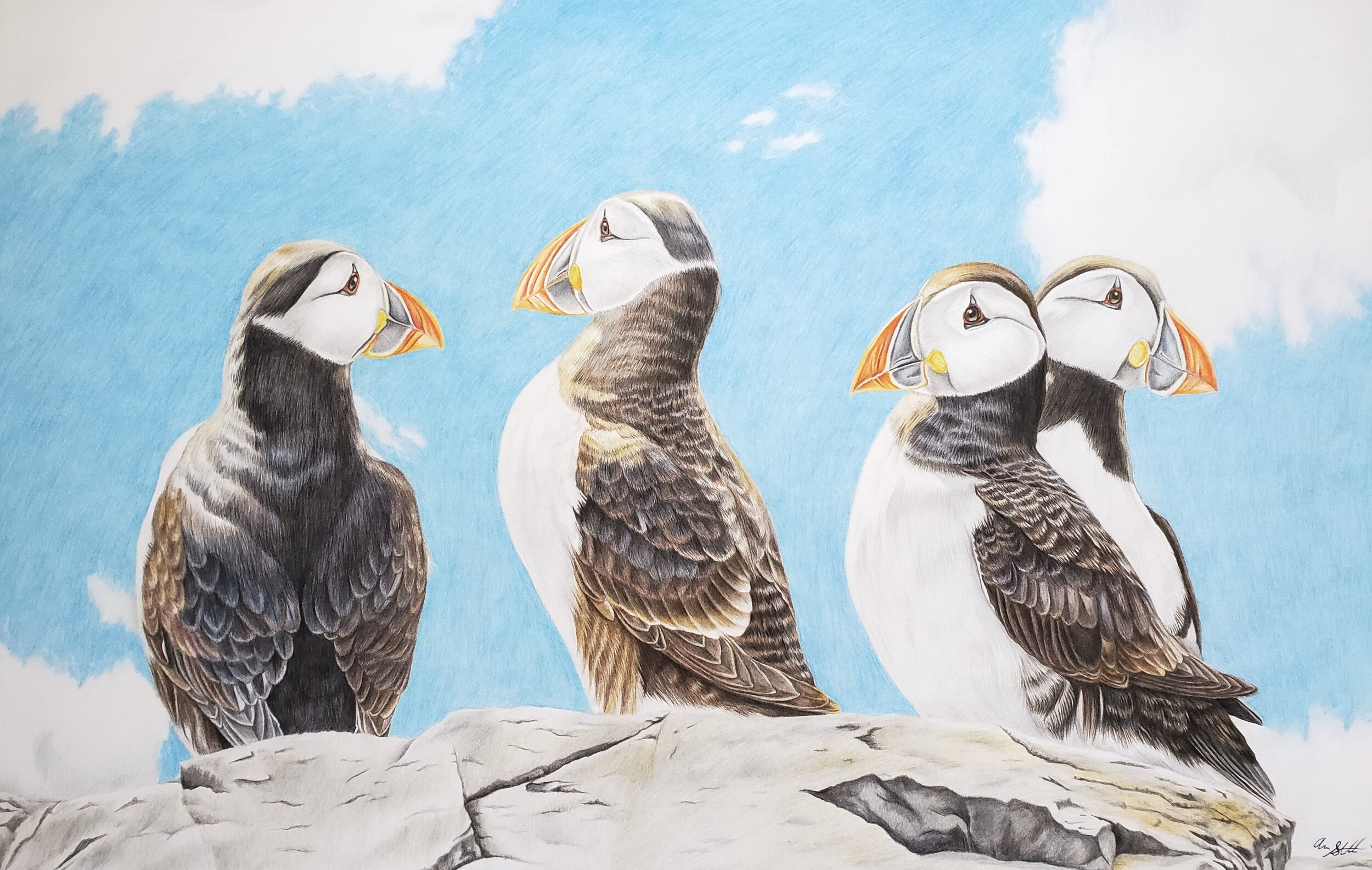Atlantic Puffins (11x17" colored pencil on bristol paper; prints available for $25/ea.)