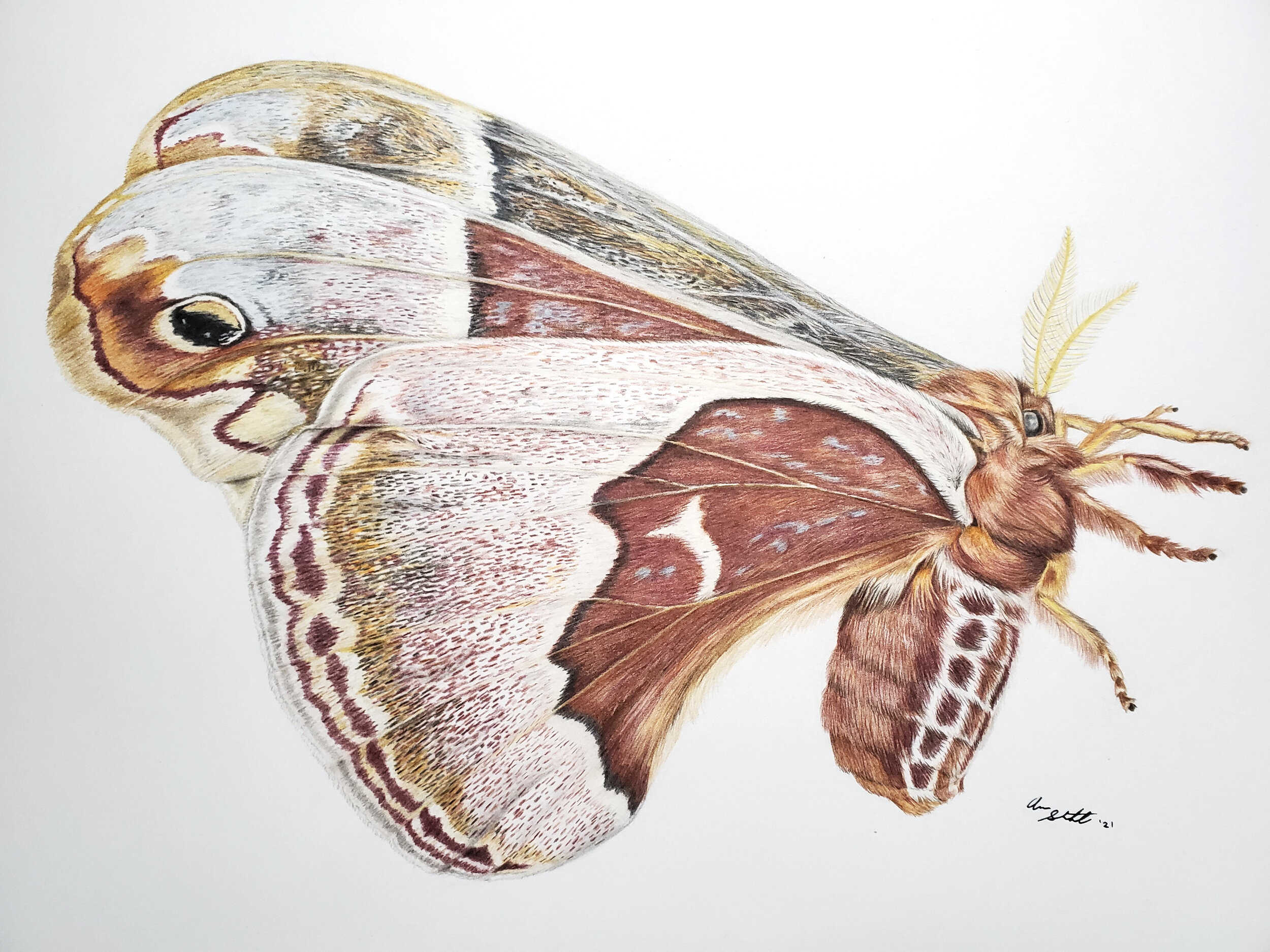 Promethea Moth (9x12" colored pencil on bristol paper; prints available for $15/ea.)