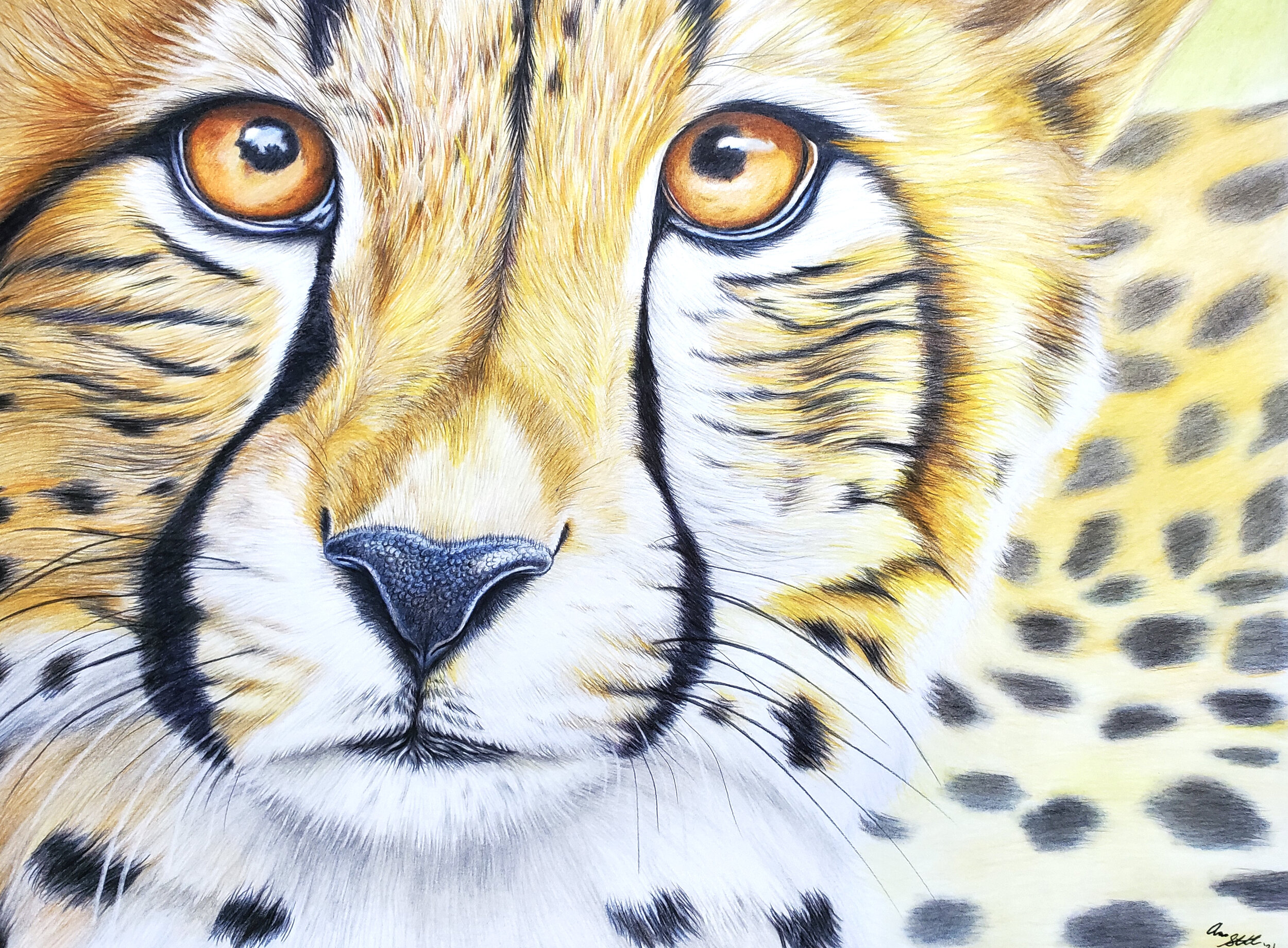 Cheetah portrait (9x12" colored pencil on bristol paper; prints available for $15/ea.)