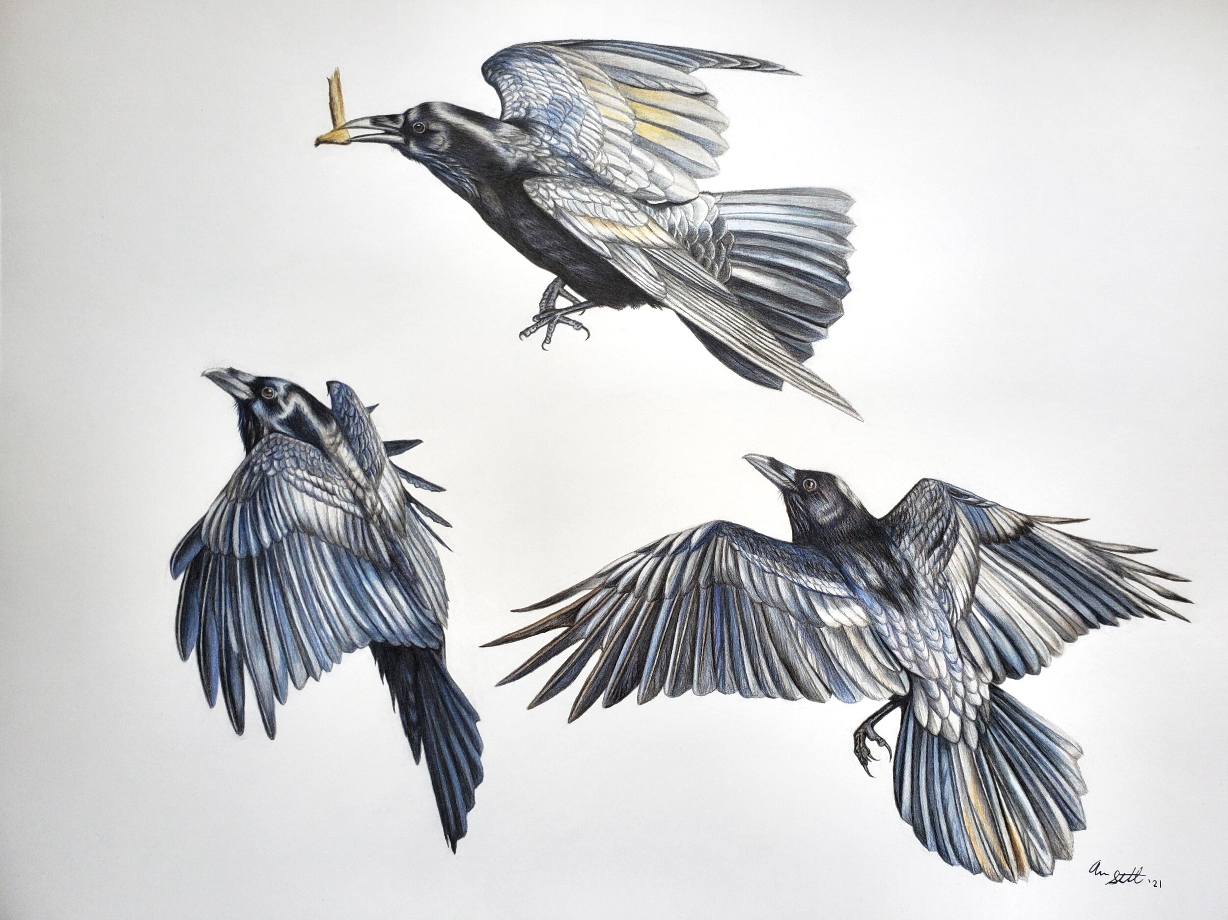 Common Ravens (11x14" colored pencil on bristol paper; prints available for $20/ea.)