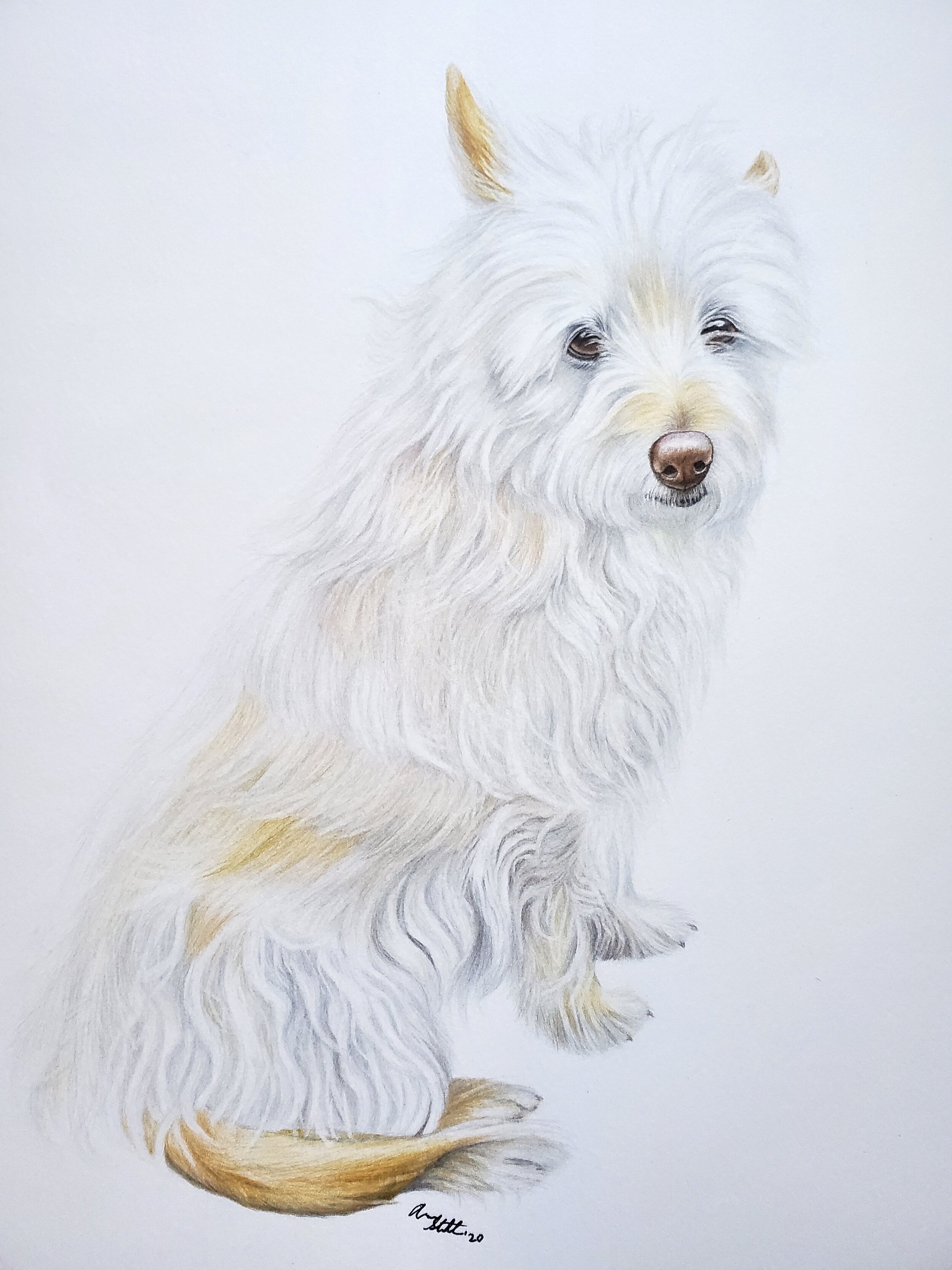 Skye (9x12" colored pencil on bristol paper)
