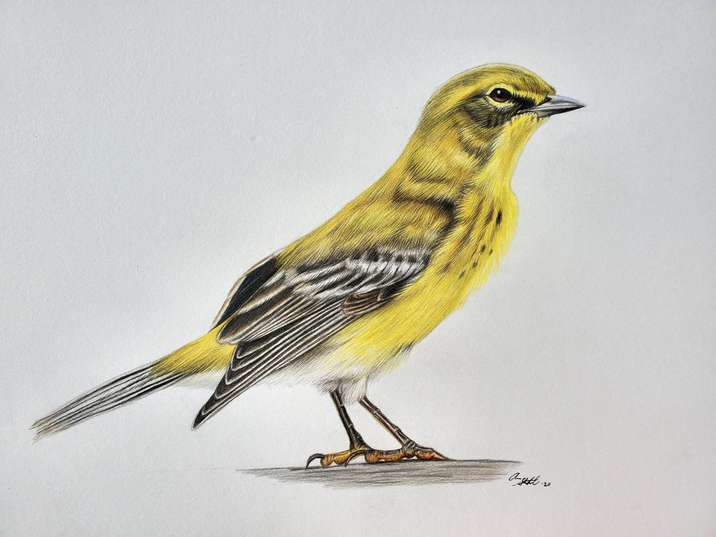 Pine Warbler colored pencil illustration created during a Facebook Live tutorial