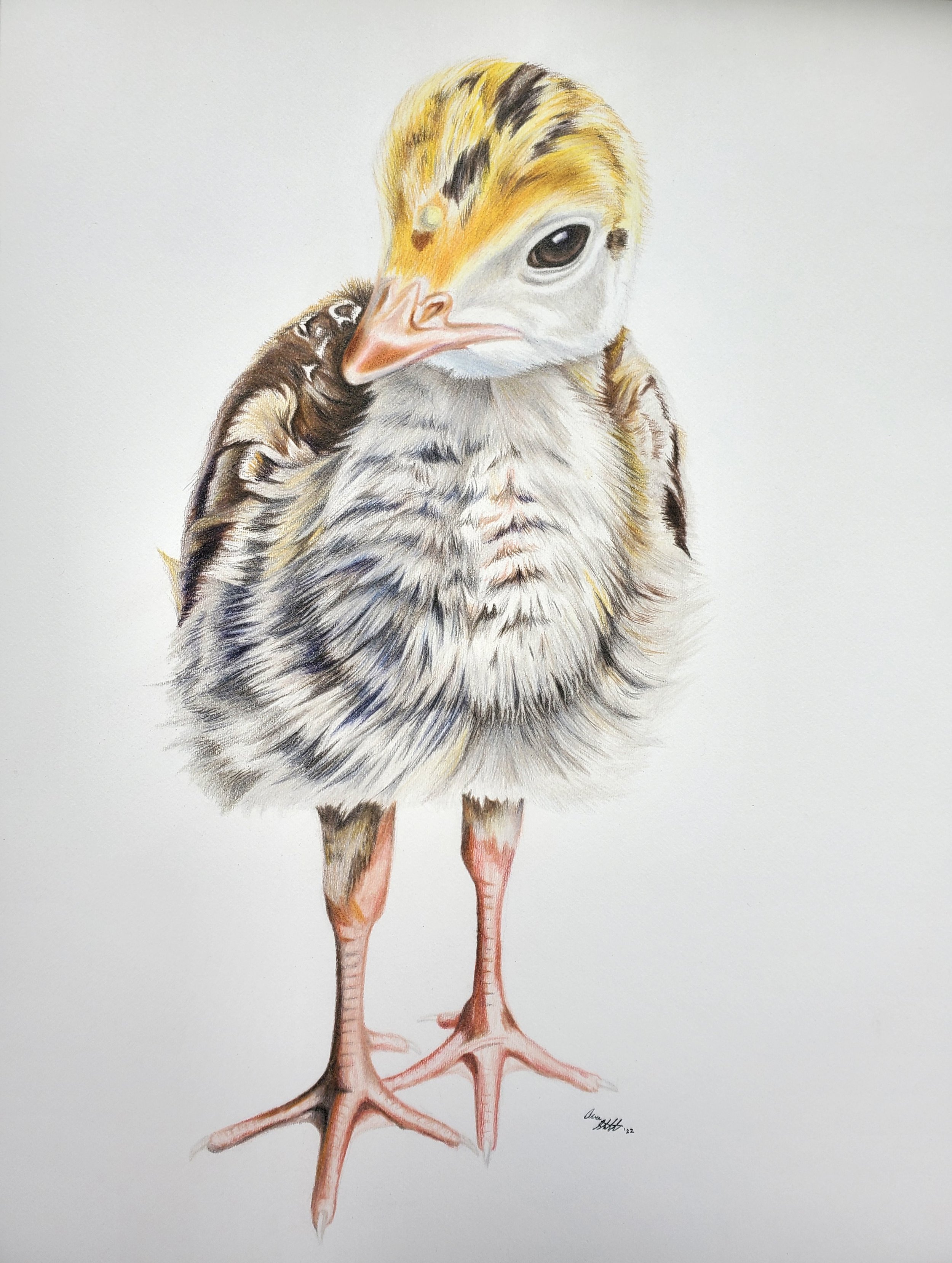 Lucy the turkey chick (9x12" colored pencil on Fabriano Artistico hot press watercolor paper)