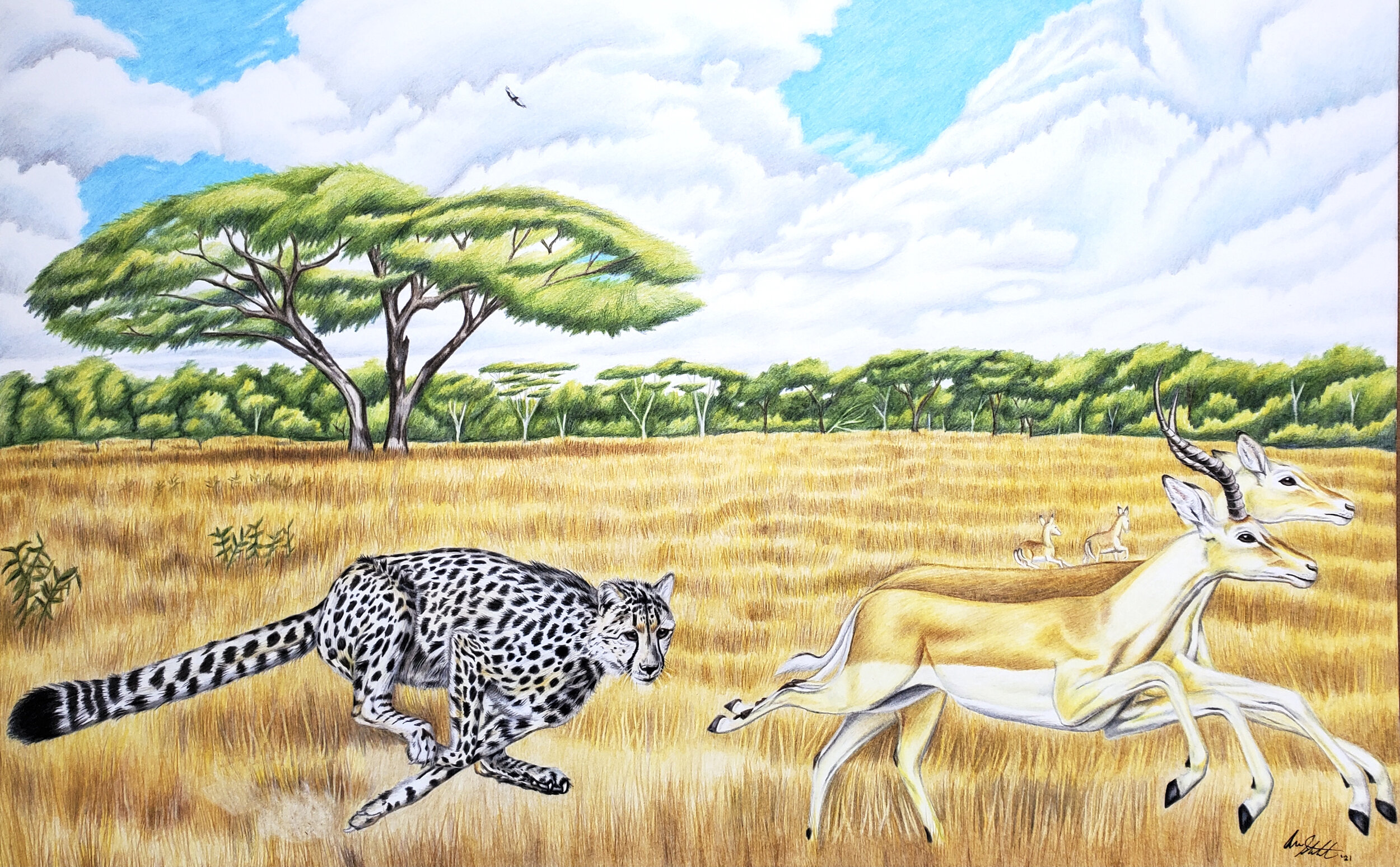 Cheetah and Impala scene (11x17" colored pencil on bristol paper; prints available for $25/ea.)