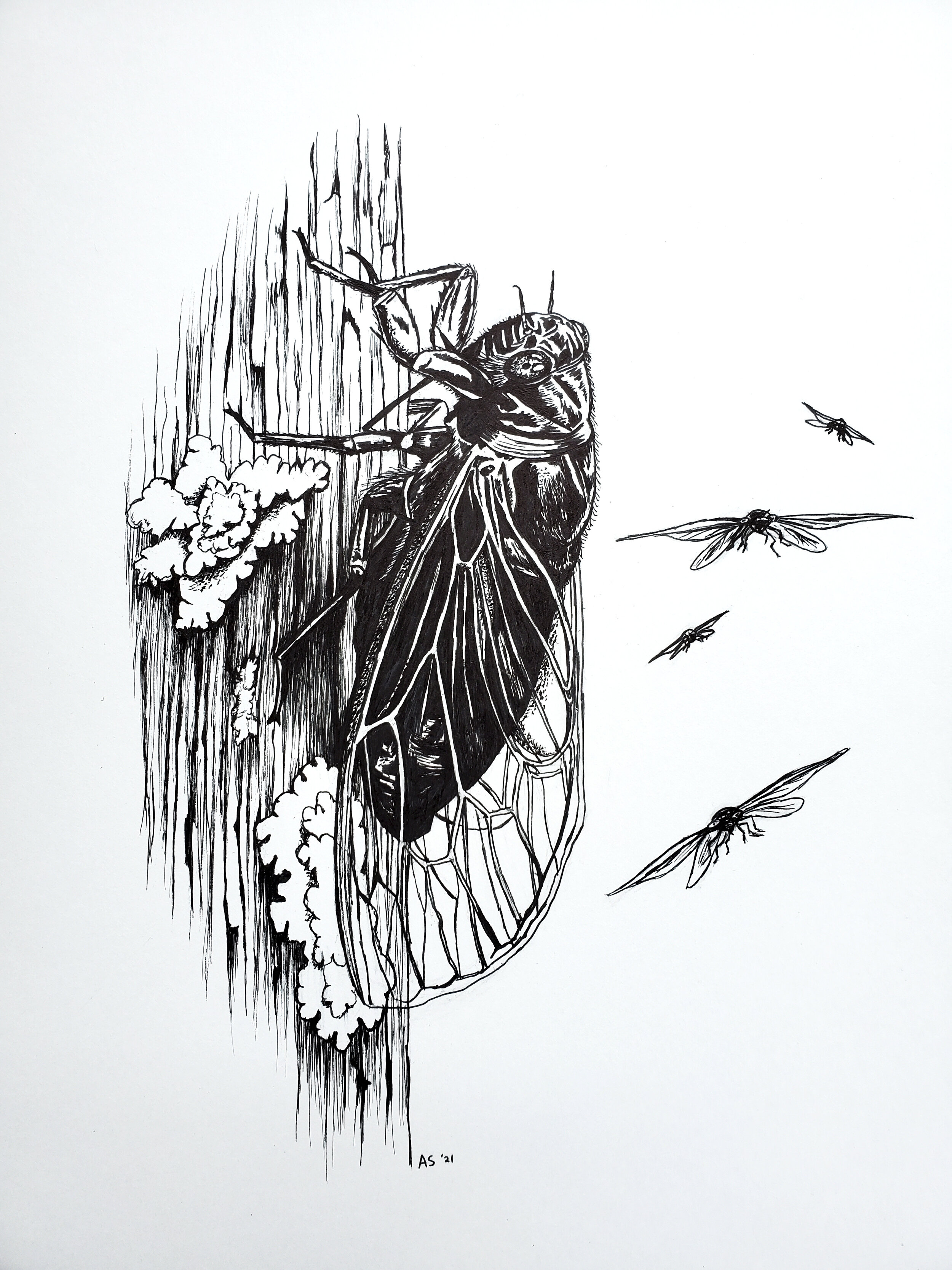 Periodical Cicadas: Brood X (9x12" t-shirt design for The Watershed Institute; pen on bristol paper)