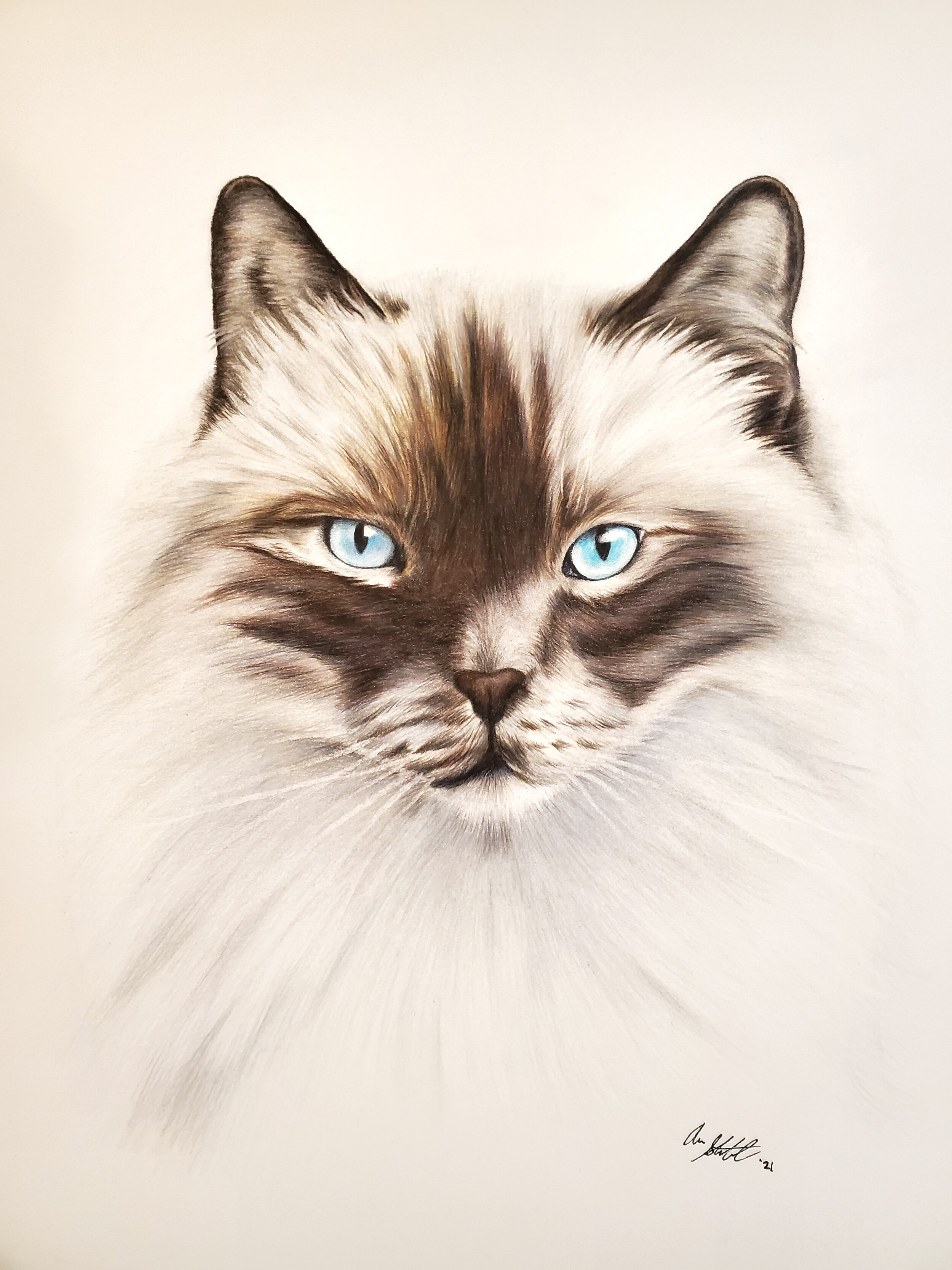 Jack (9x12" colored pencil on Fabriano Artistico hot press watercolor paper)