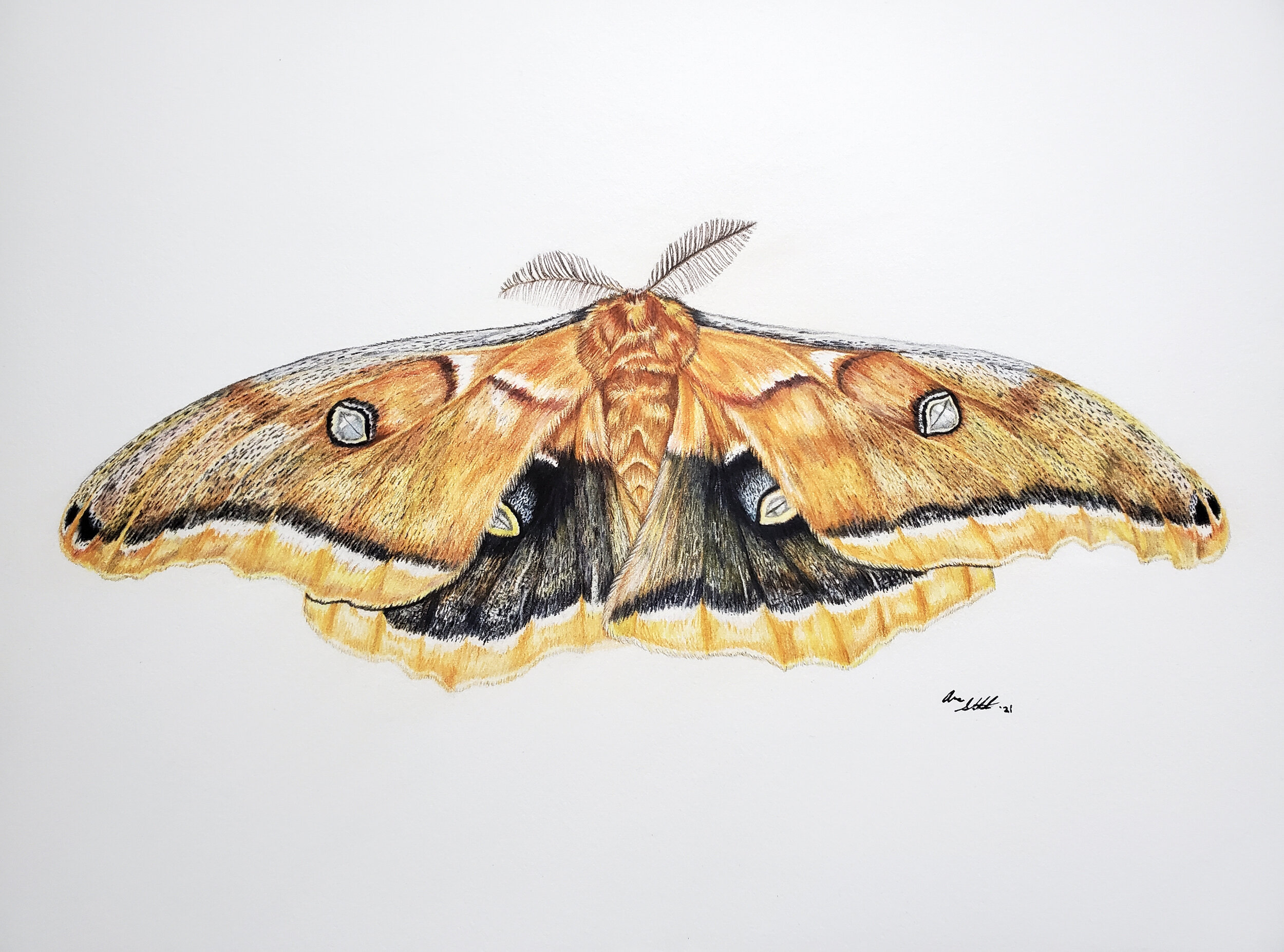 Polyphemus Moth (9x12" colored pencil on Fabriano Artistico hot press watercolor paper; original available for sale: $230 including shipping).