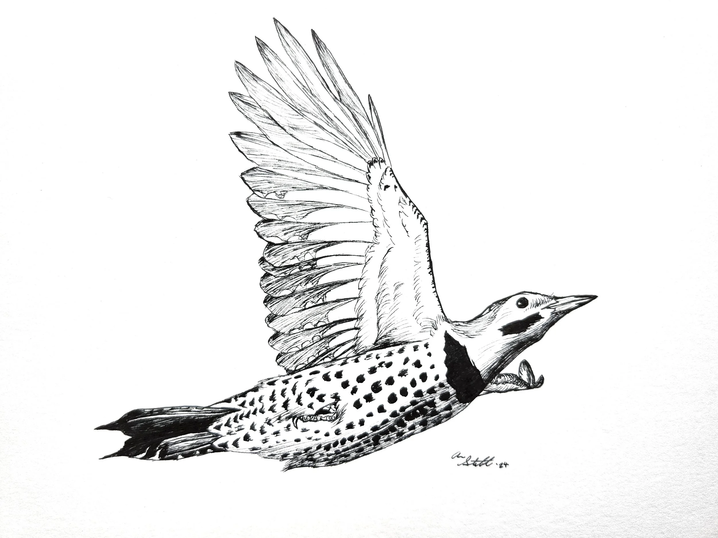 Northern Flicker coloring page (9x12" created for Coastal Virginia Wildlife Observatory; pen on bristol paper).