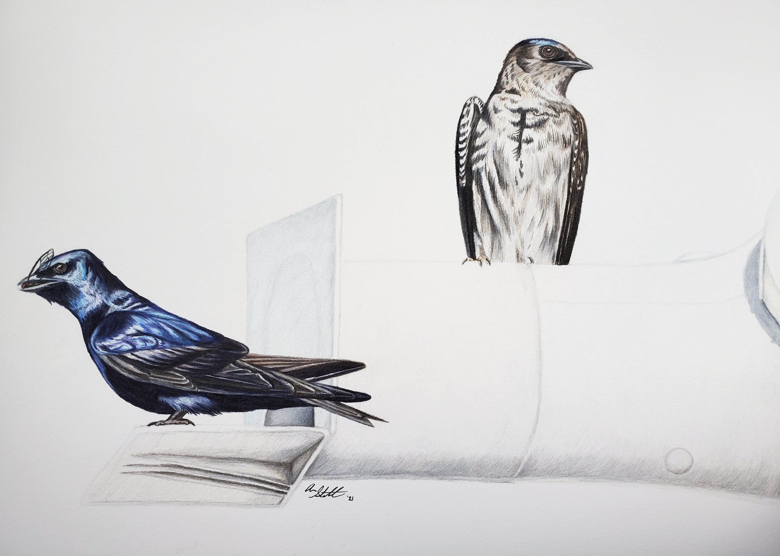 Purple Martin pair (9x12" colored pencil on Fabriano Artistico hot press watercolor paper)