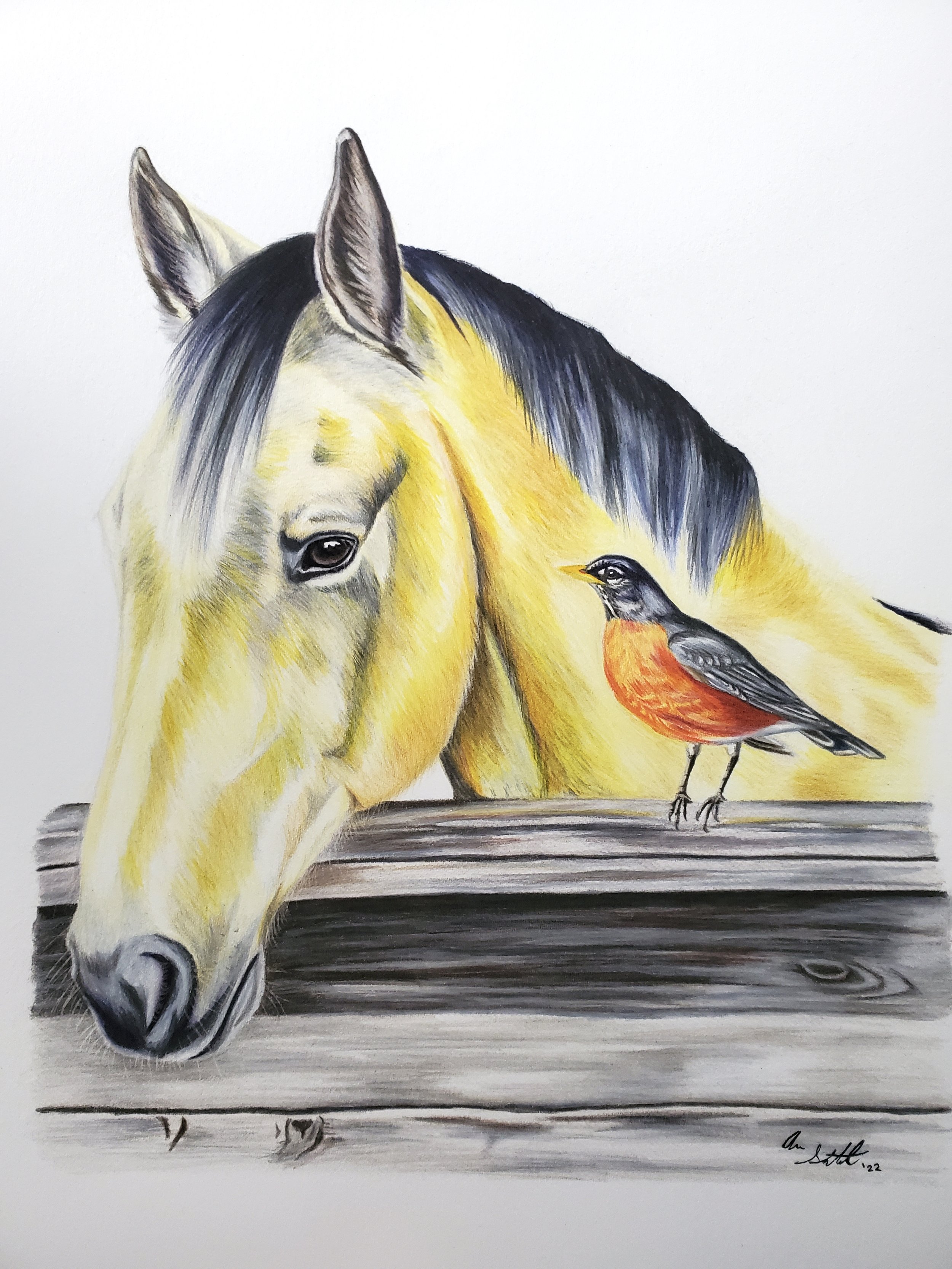 Sassy the buckskin mare with a robin friend (9x12" colored pencil on Fabriano Artistico hot press watercolor paper)