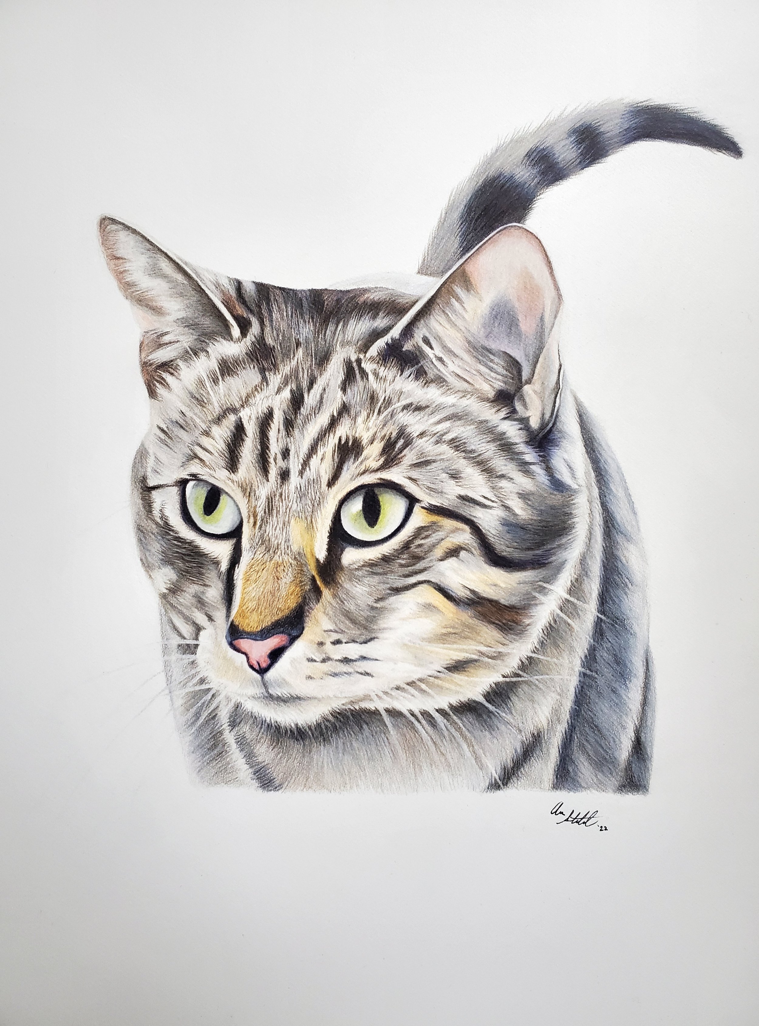 Elvis the cat (9x12" colored pencil on Fabriano Artistico hot press watercolor paper)