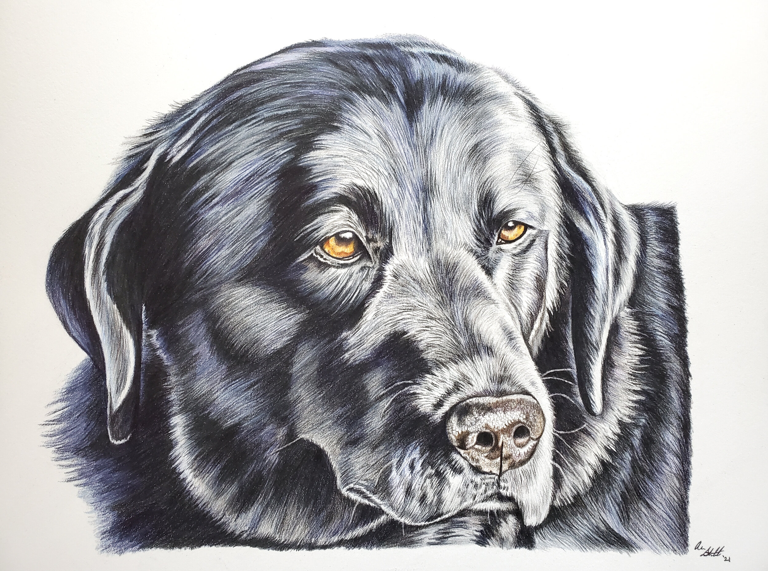 Chloe the black lab (9x12" colored pencil on Fabriano Artistico hot press watercolor paper)