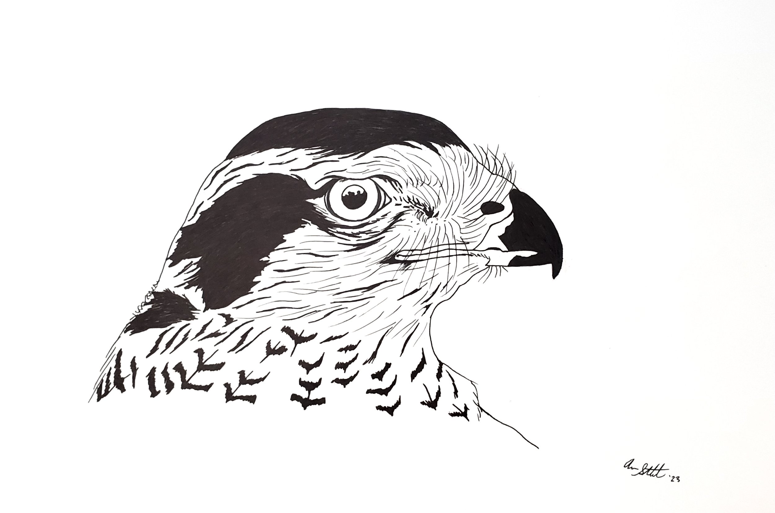 Northern Goshawk portrait (9x12" design for Sherri Leigh Smith memorial bench at Pleasant Valley Preserve; pen on bristol paper)