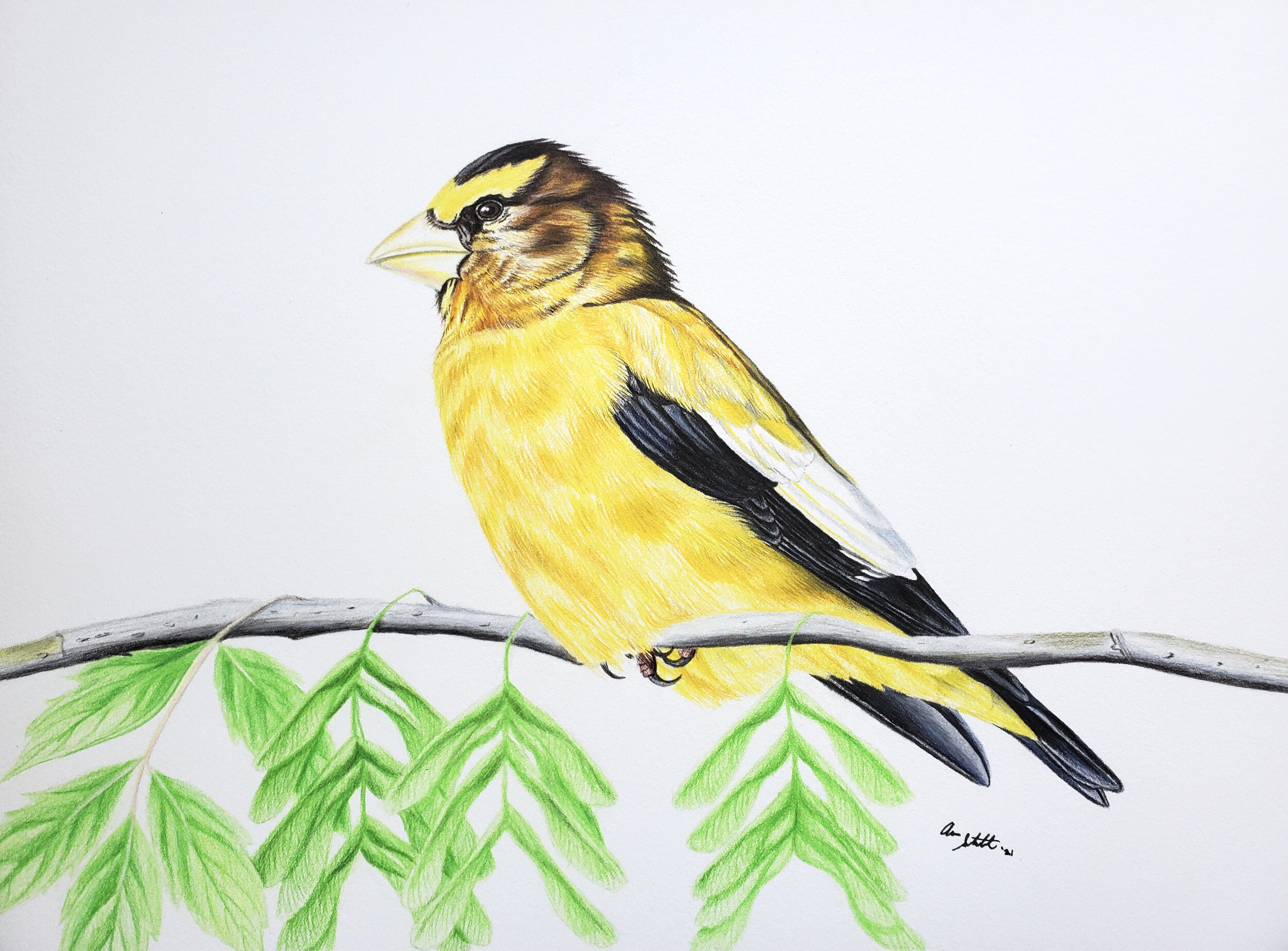 Evening Grosbeak on Box-Elder (9x12" colored pencil on Fabriano Artistico hot press watercolor paper). This piece is part of an illustration series to benefit finch research in partnership with the Finch Research Network. To learn more and to purchas