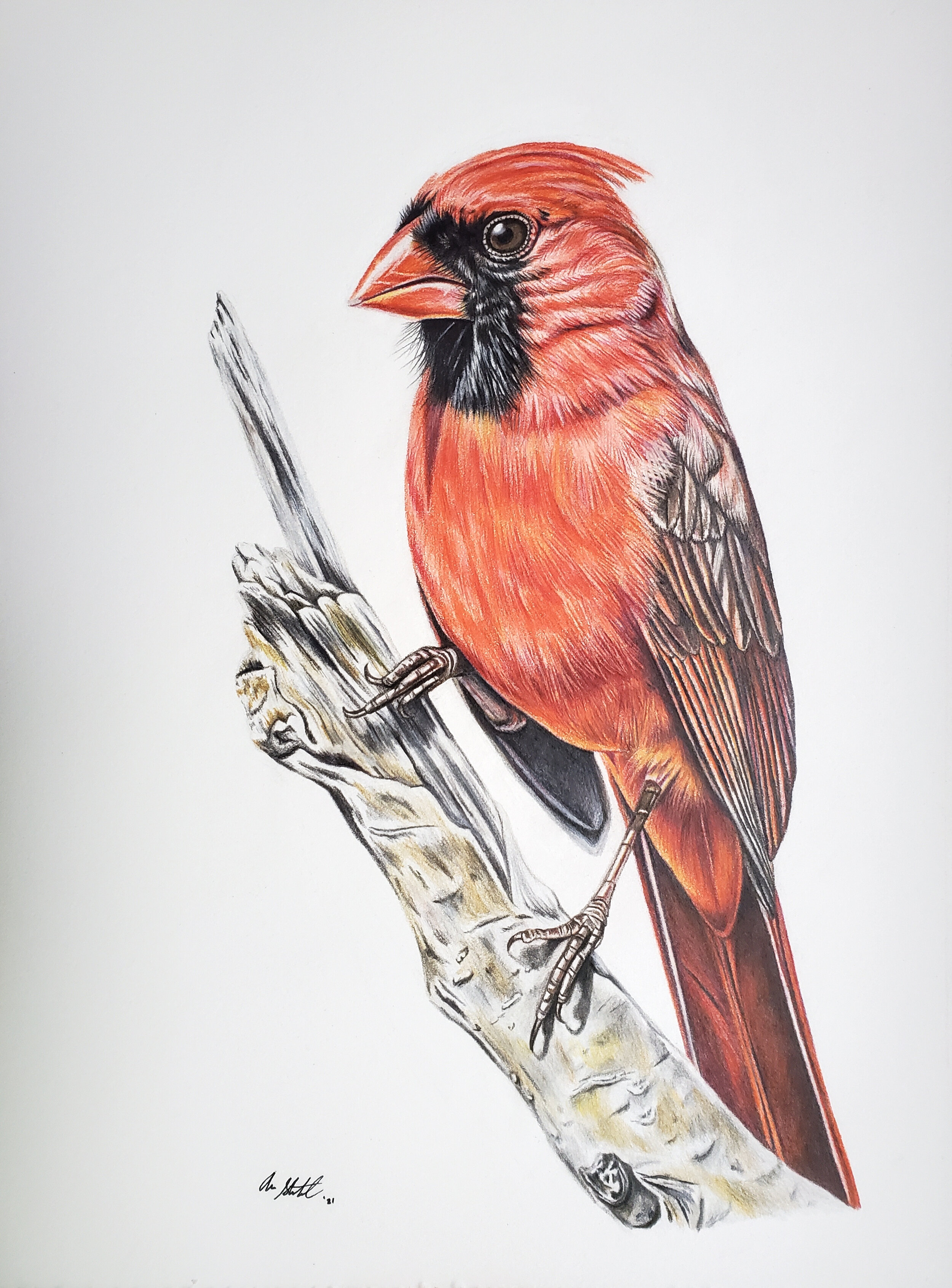 Northern Cardinal (9x12" colored pencil on Fabriano Artistico hot press watercolor paper).