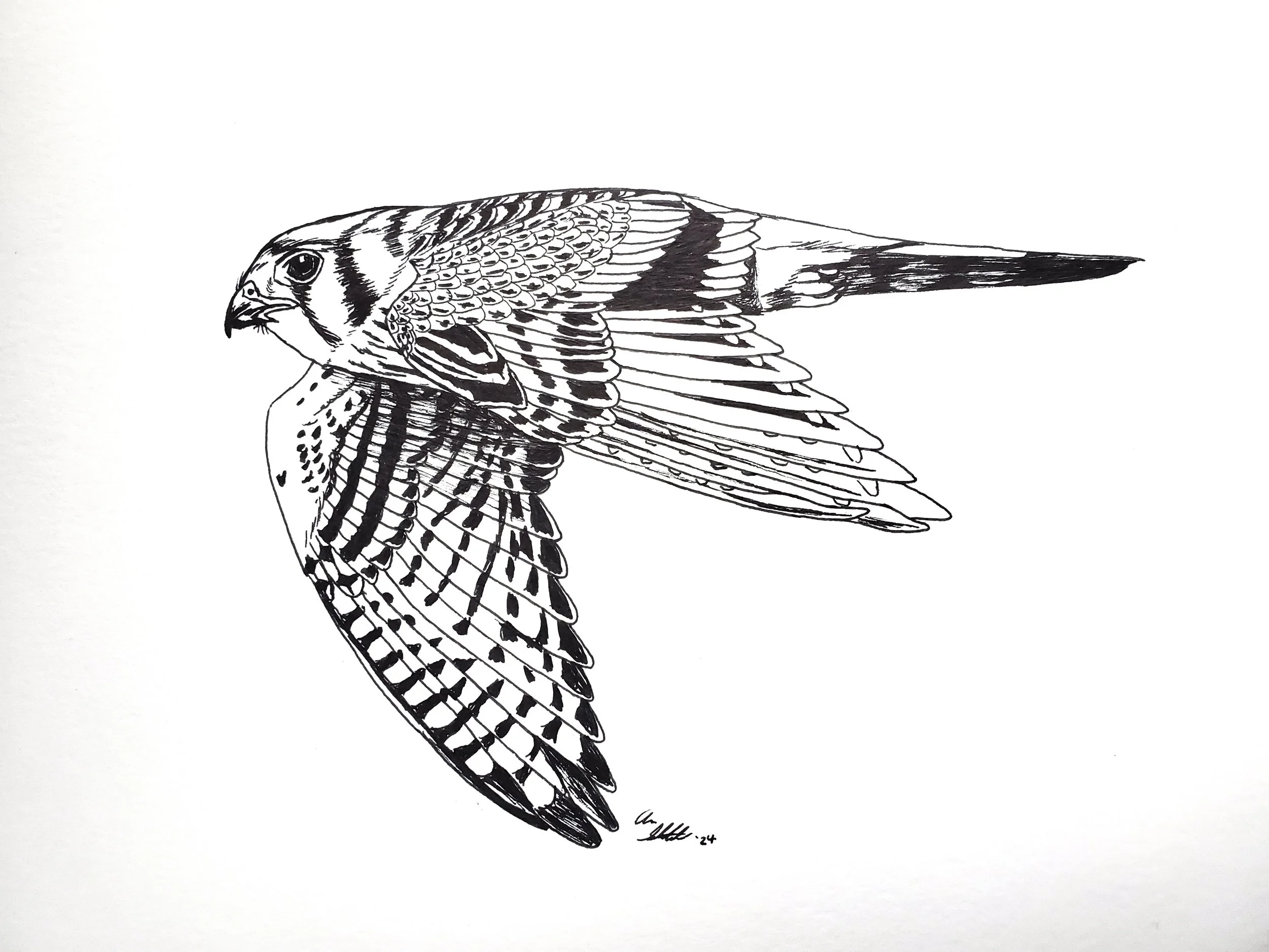 American Kestrel coloring page (9x12" created for Coastal Virginia Wildlife Observatory; pen on bristol paper).