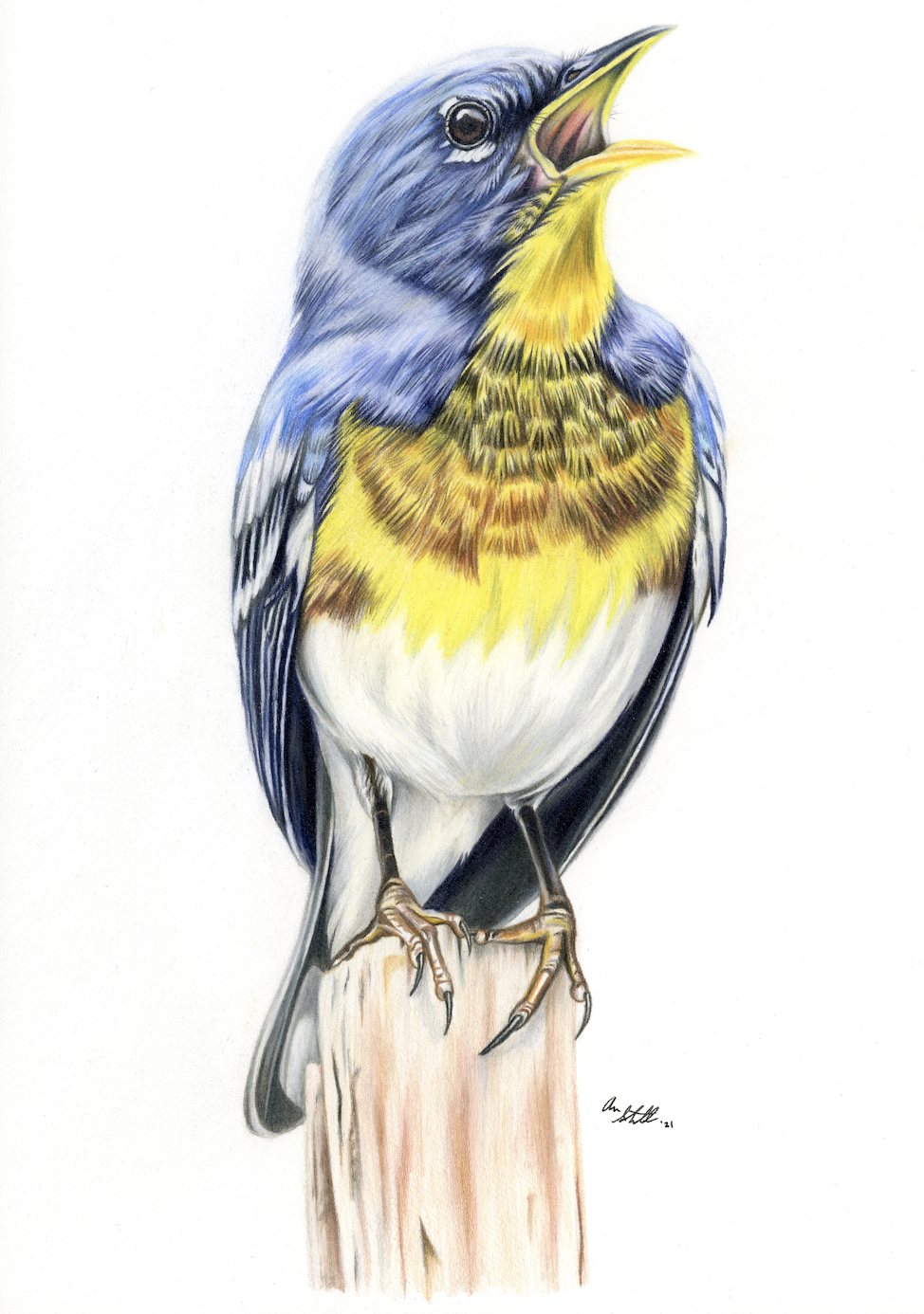 Northern Parula drawn for the April 2022 journal cover of Bird Observer (9x12" colored pencil on Fabriano Artistico hot press watercolor paper; original available for sale: $280 including shipping). I will donate a portion of sales proceeds to Bird O