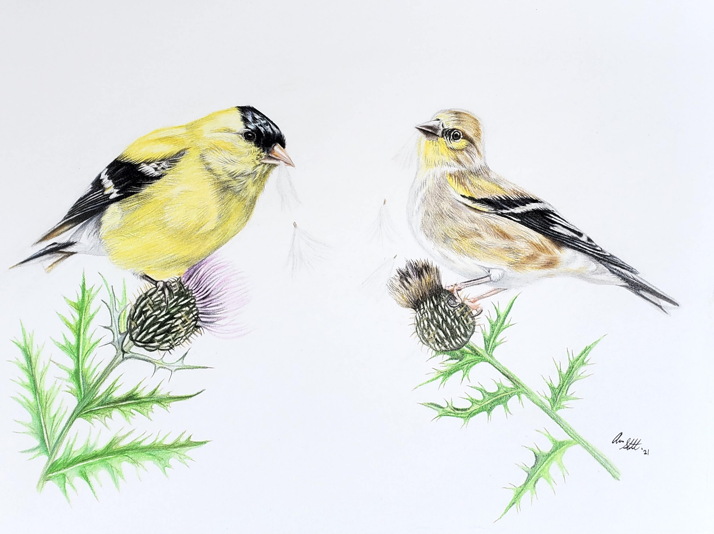 American Goldfinch pair on thistle (9x12" colored pencil on Fabriano Artistico hot press watercolor paper). This piece is part of an illustration series to benefit finch research in partnership with the Finch Research Network. To learn more and to pu