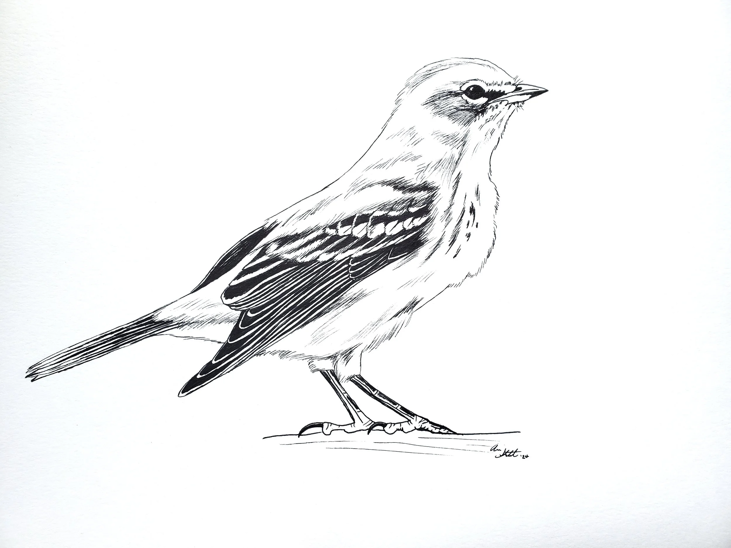 Pine Warbler coloring page (9x12" created for Coastal Virginia Wildlife Observatory; pen on bristol paper).