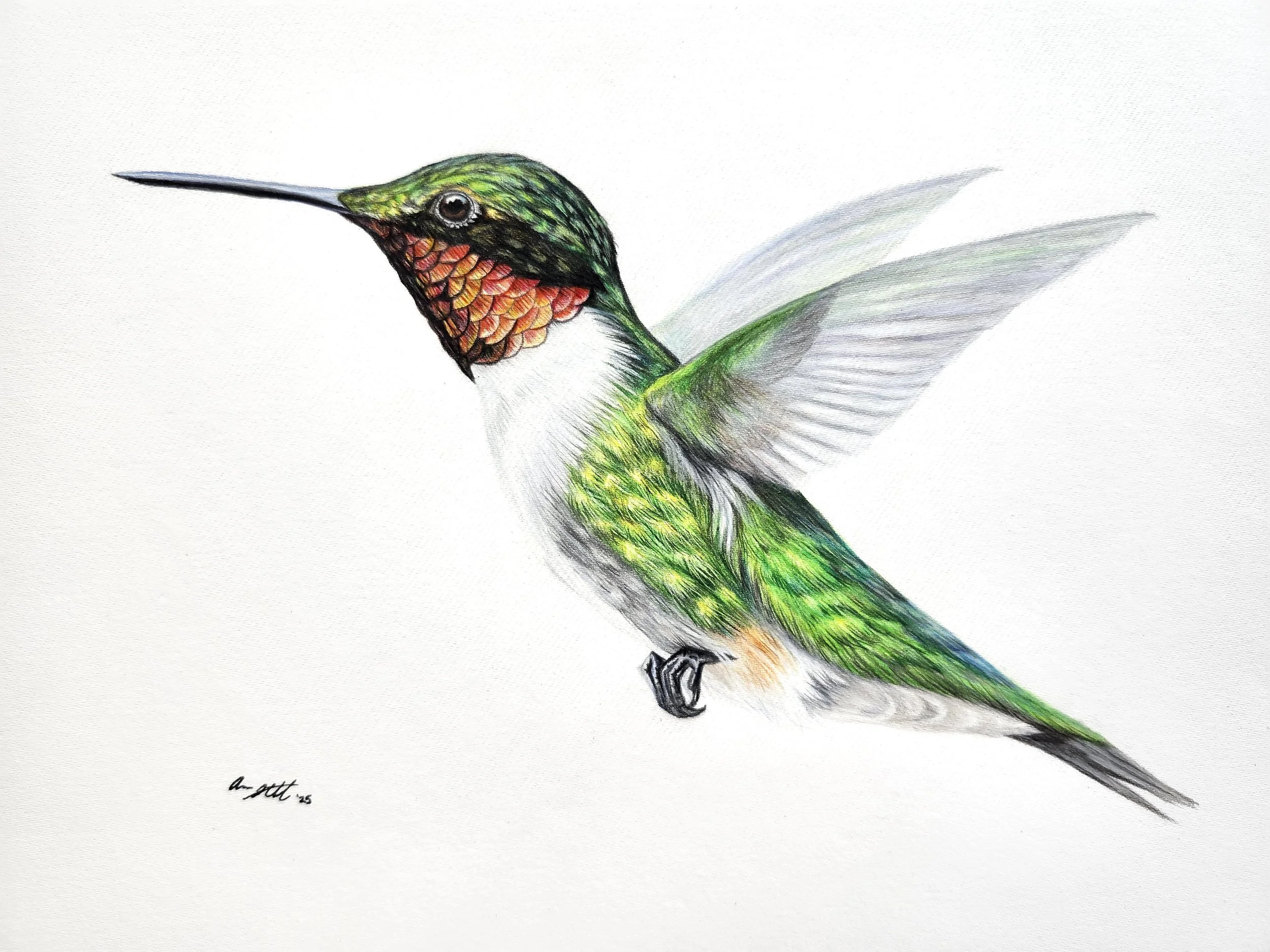 Ruby-throated Hummingbird (9x12" colored pencil on Fabriano Artistico hot press watercolor paper)