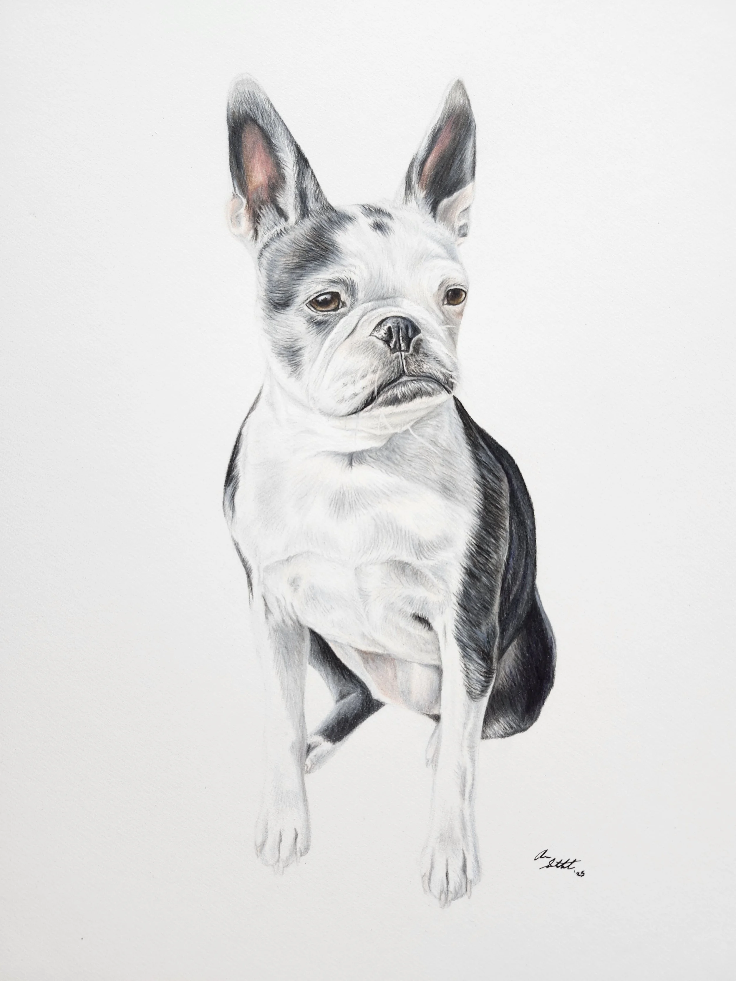 Billie Jean (9x12" colored pencil on Fabriano Artistico hot press watercolor paper)